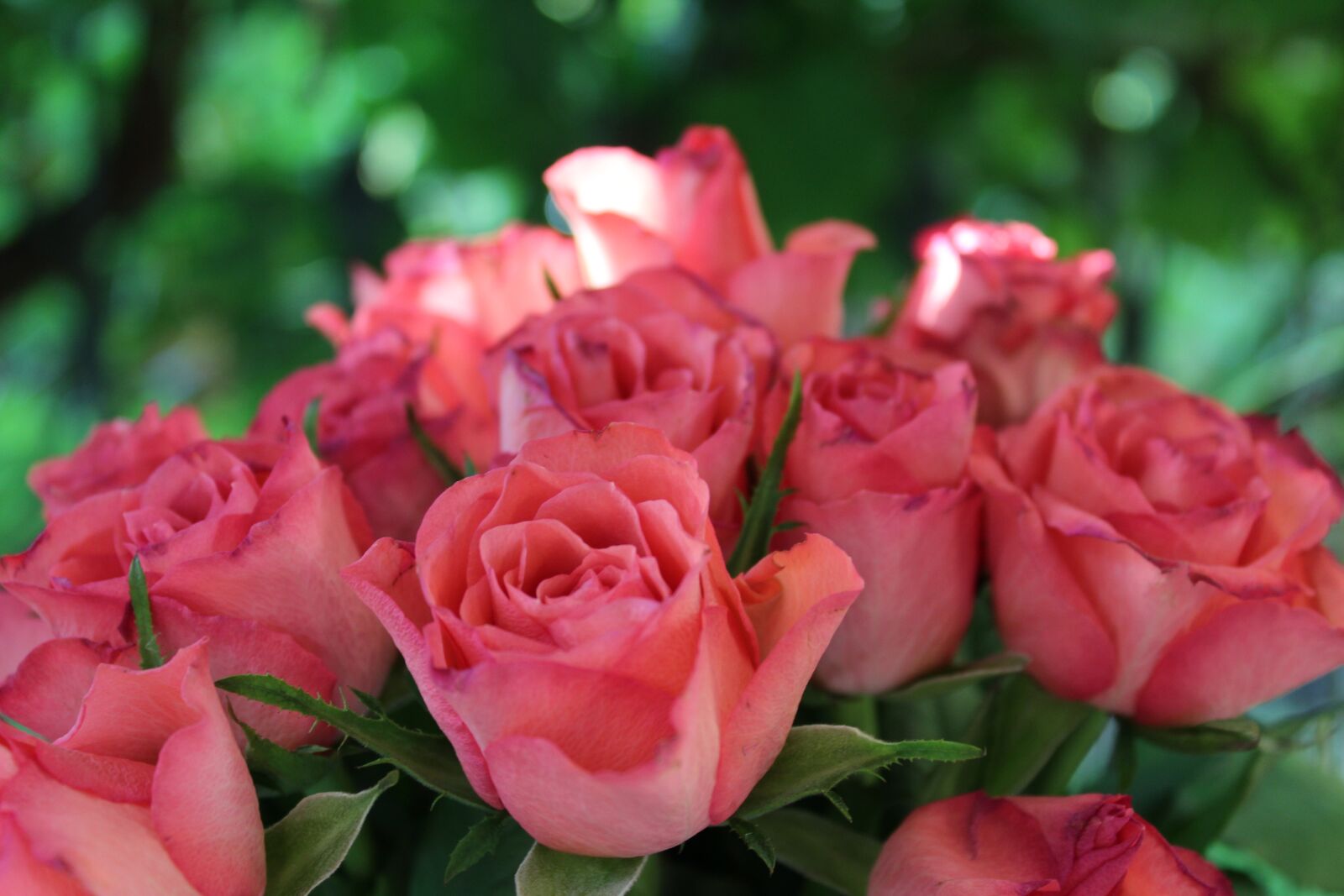 Canon EOS 1300D (EOS Rebel T6 / EOS Kiss X80) sample photo. Bouquet of roses, pink photography