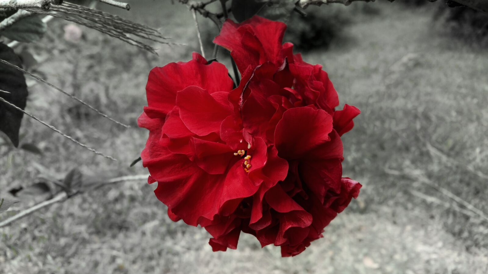Samsung Galaxy Note4 sample photo. Red rose, flower, black photography