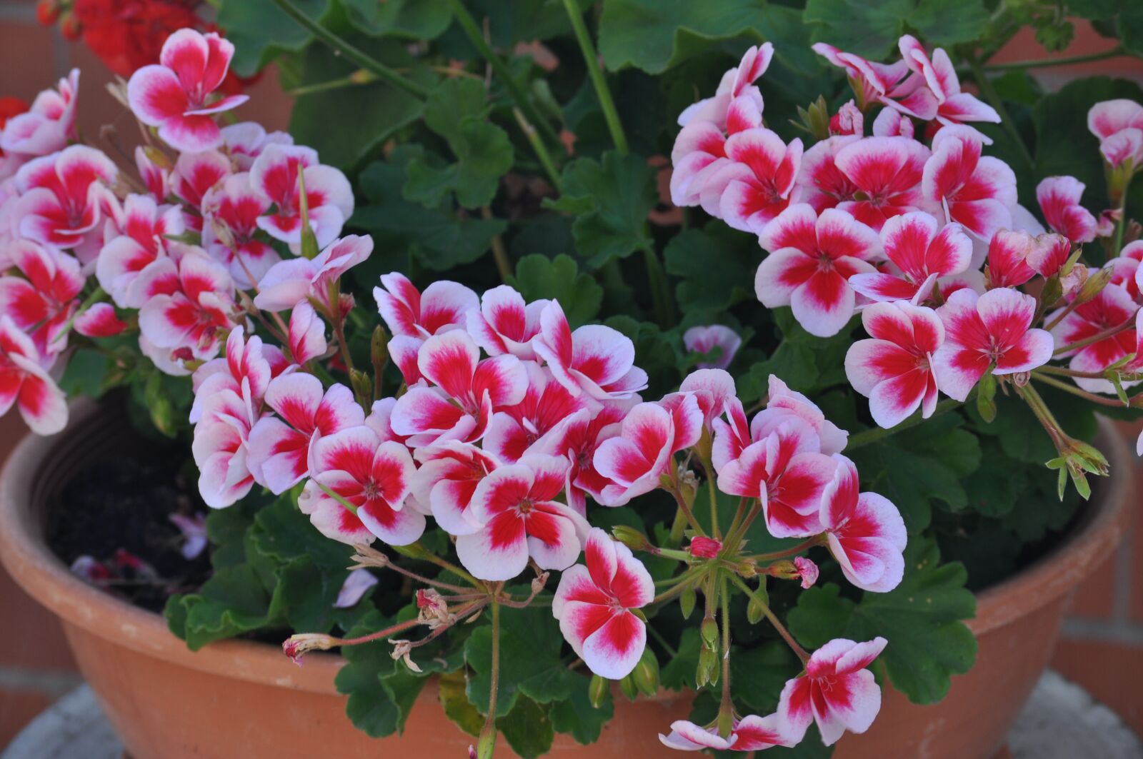 Nikon D5000 sample photo. Beautiful, flower, pot photography