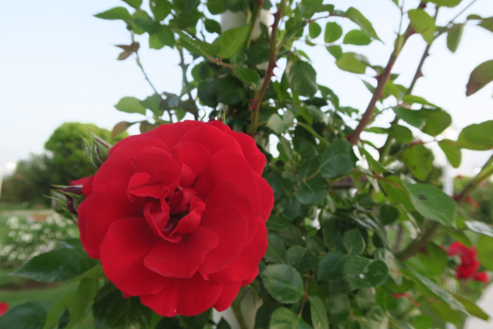 Canon PowerShot G7 X sample photo. Rose, red rose, nature photography