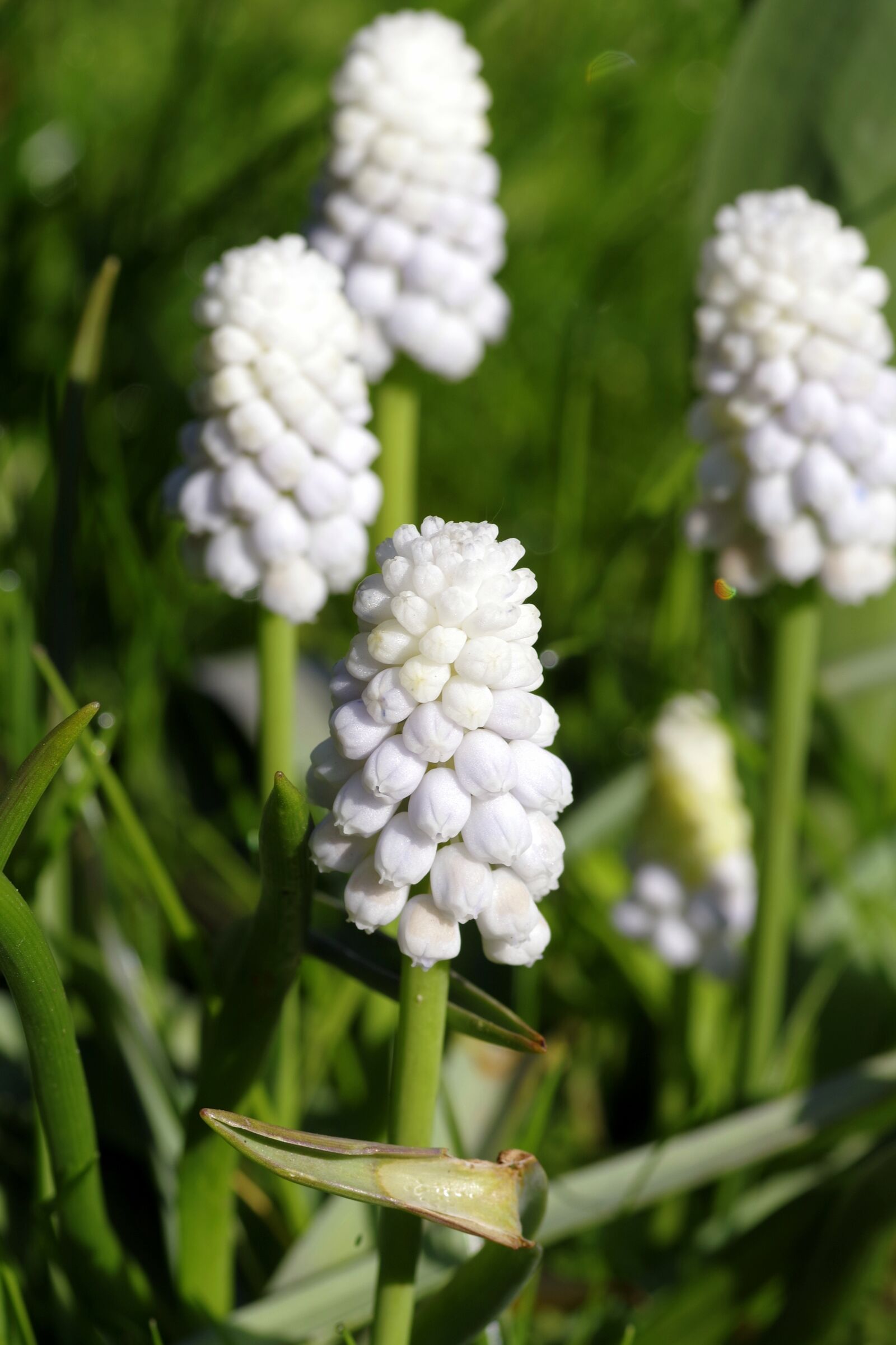 Pentax K-S2 sample photo. Hyacinth, white, flower photography