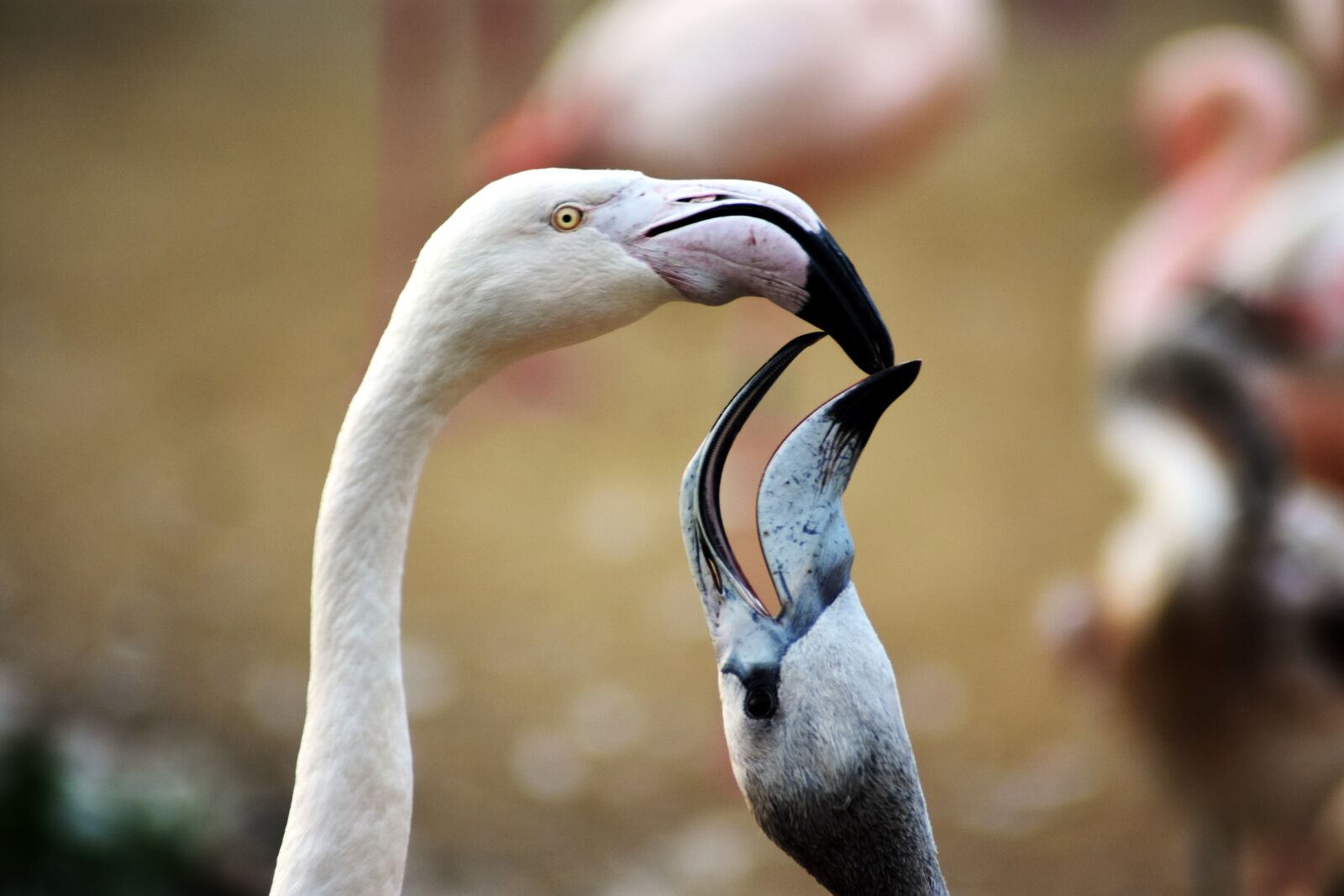 Nikon D3400 sample photo. Flamingo, animal, bird photography