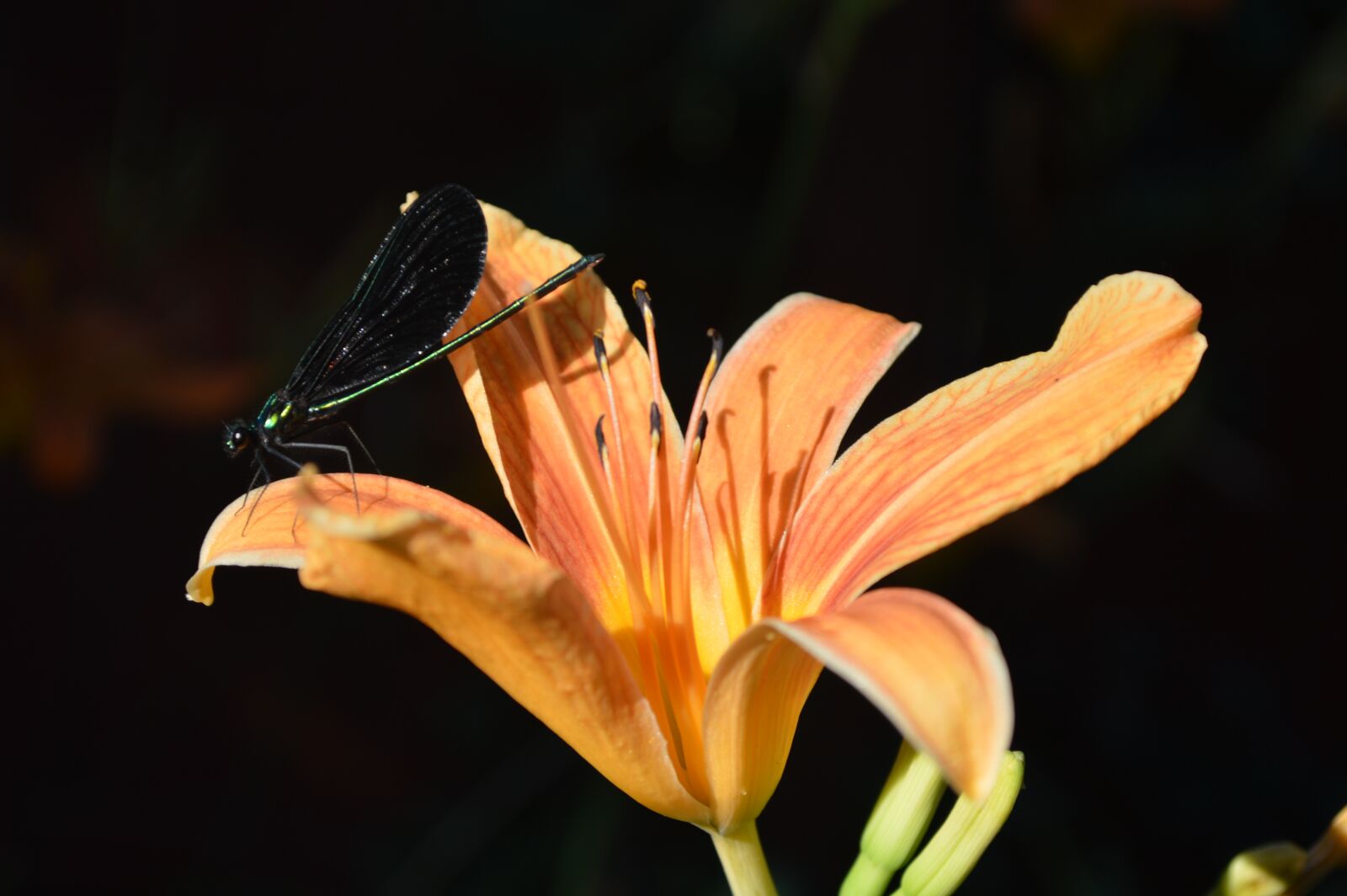 Nikon D3200 sample photo. Dragon fly, flower, dragon photography