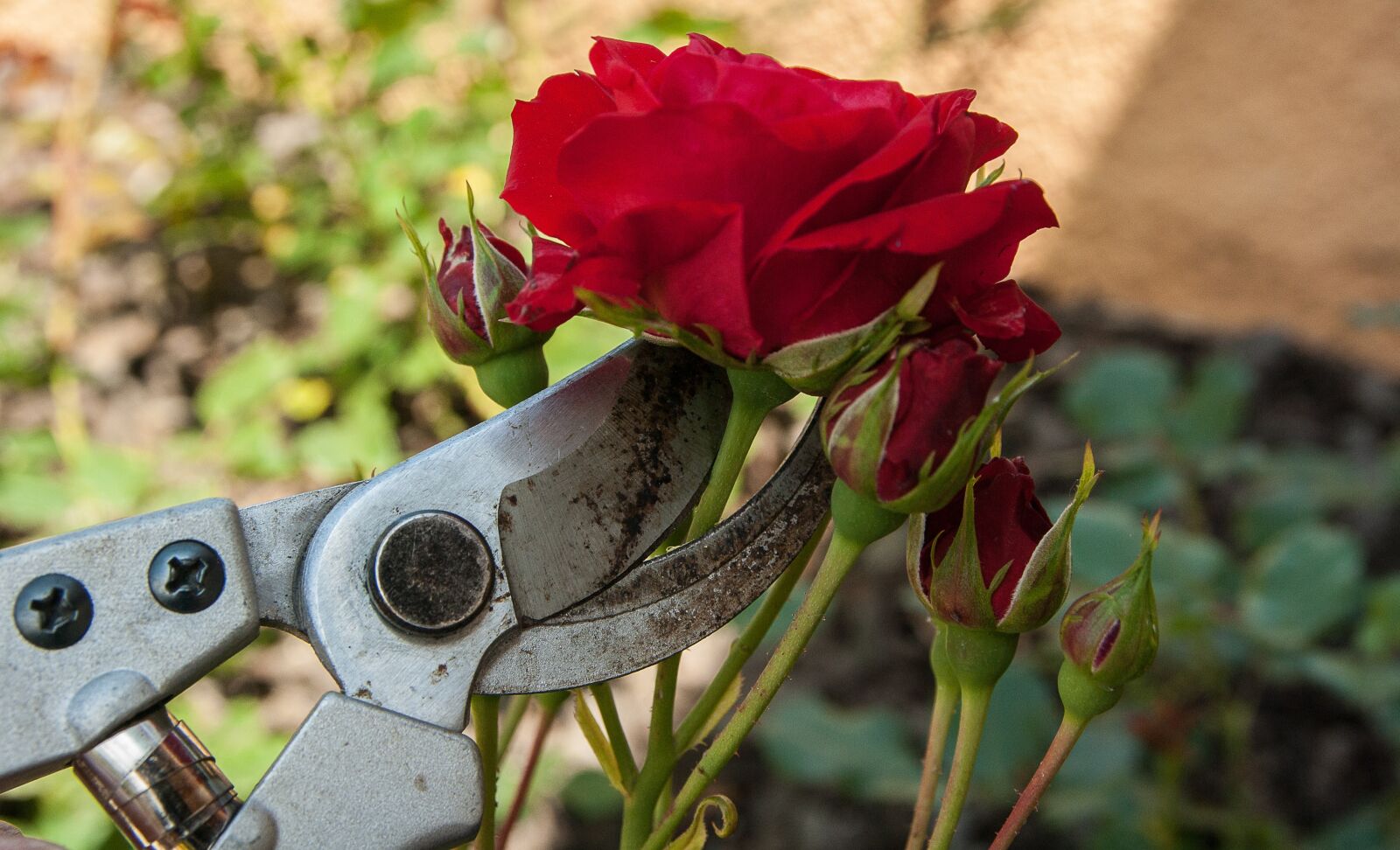 Pentax K10D sample photo. Roses, secateur, size photography