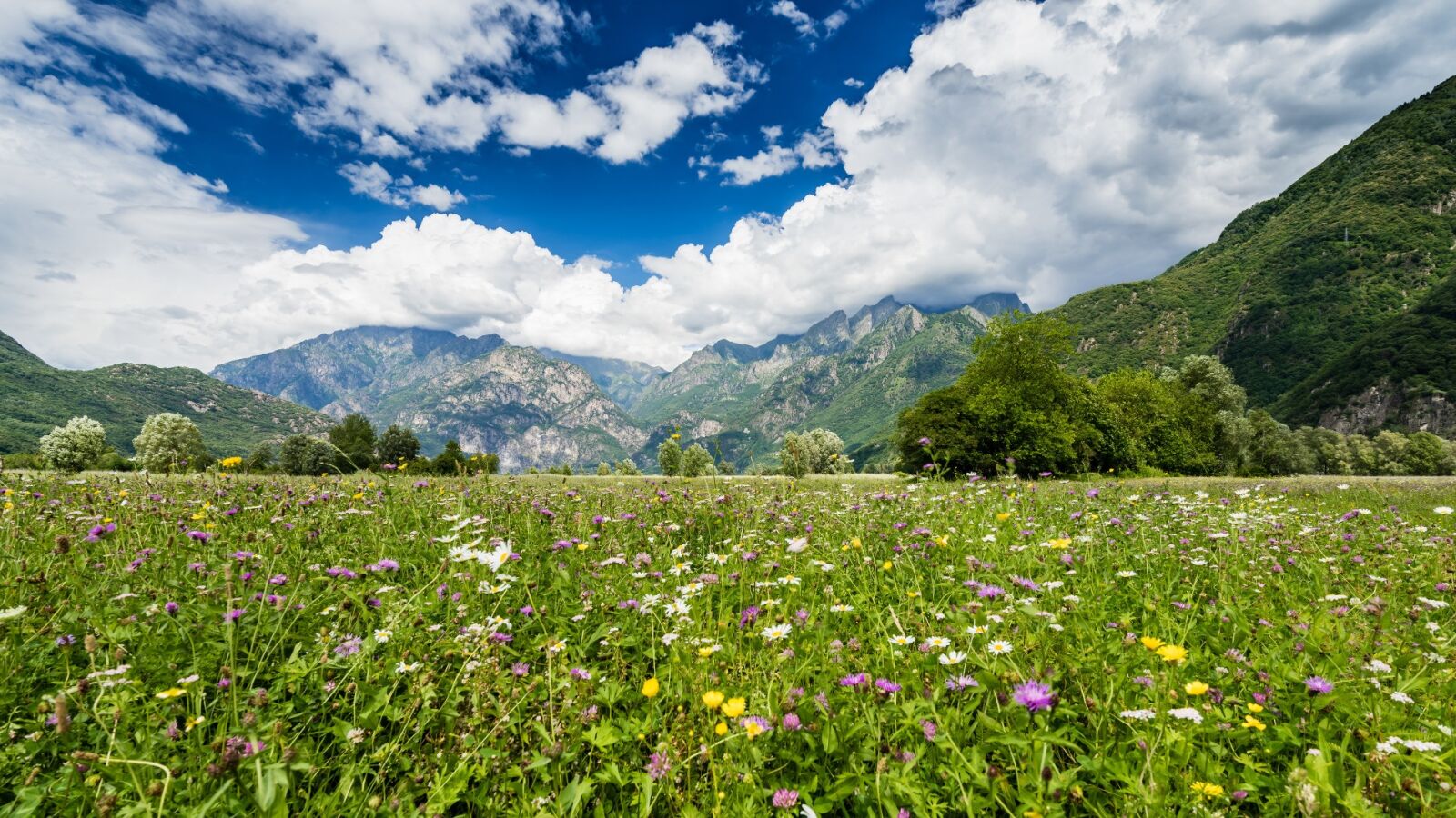 Nikon D810 sample photo. Landscape, valtellina, meadows photography