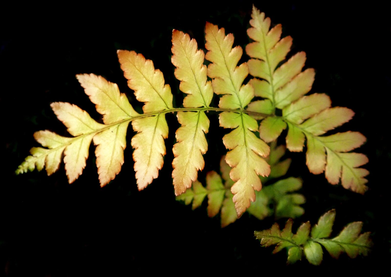 Olympus TG-5 sample photo. Fern, leaf, new growth photography
