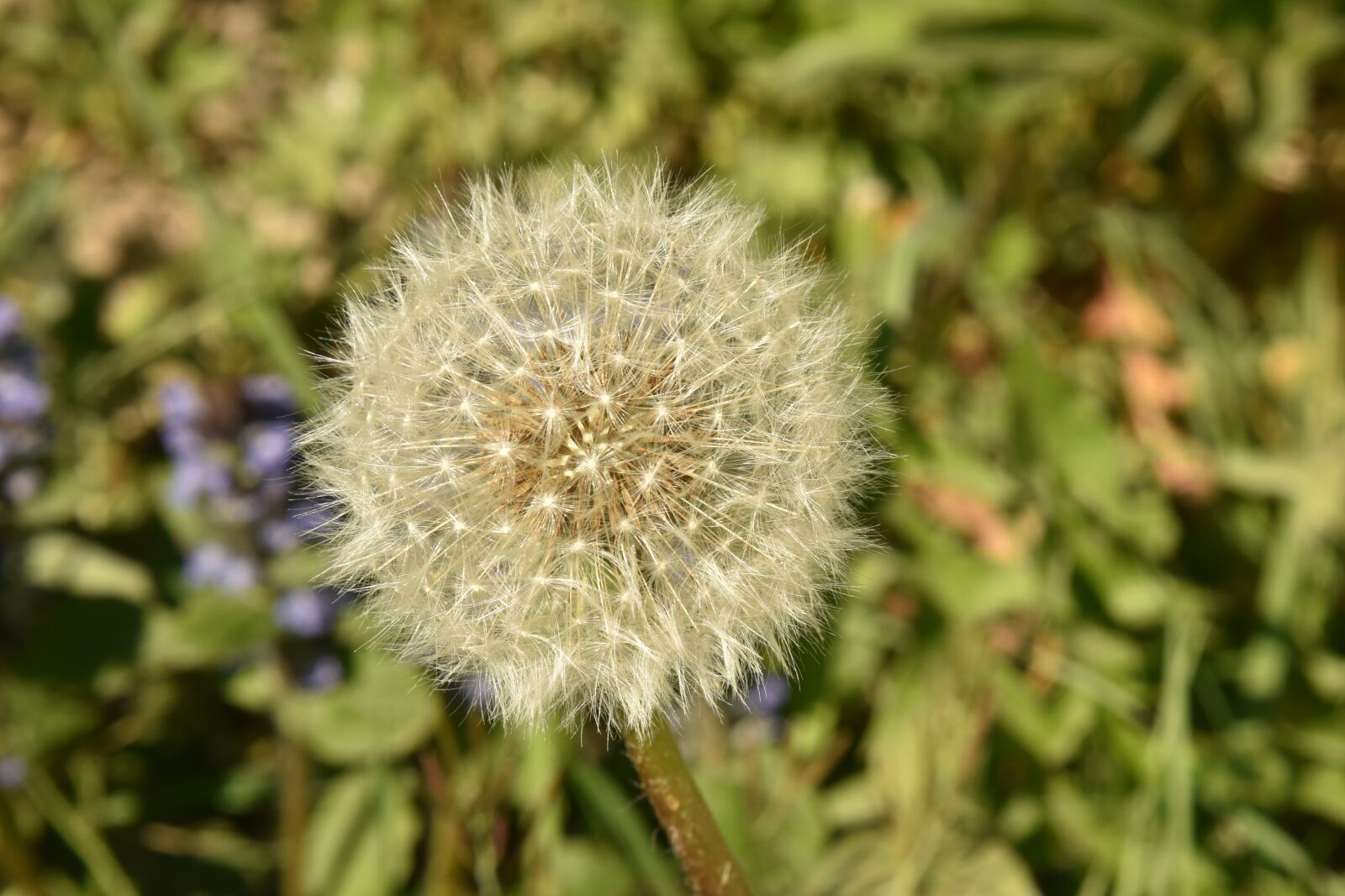 Nikon D810 sample photo. Dandelion, spring, nature photography