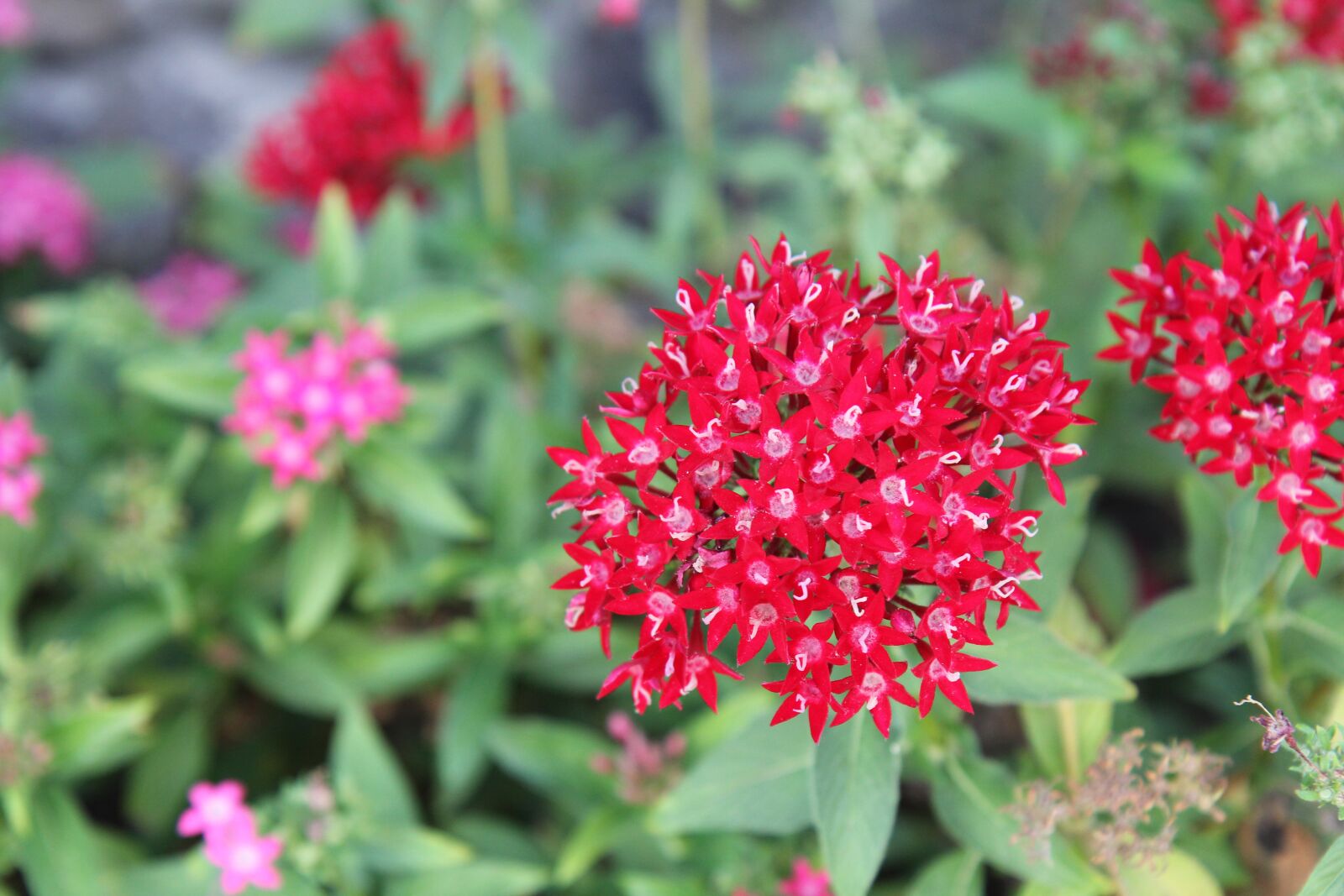 Canon EOS 60D + Sigma 12-24mm f/4.5-5.6 EX DG ASPHERICAL HSM + 1.4x sample photo. Israel, flowers, red flowers photography