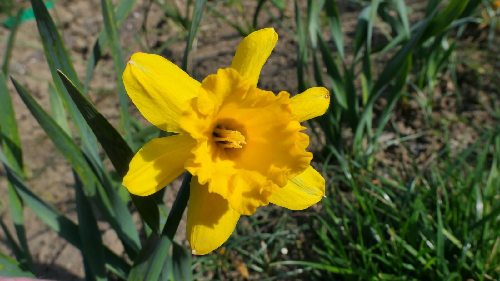 Panasonic Lumix DMC-LX10 (Lumix DMC-LX15) sample photo. Daffodil, flower, yellow photography