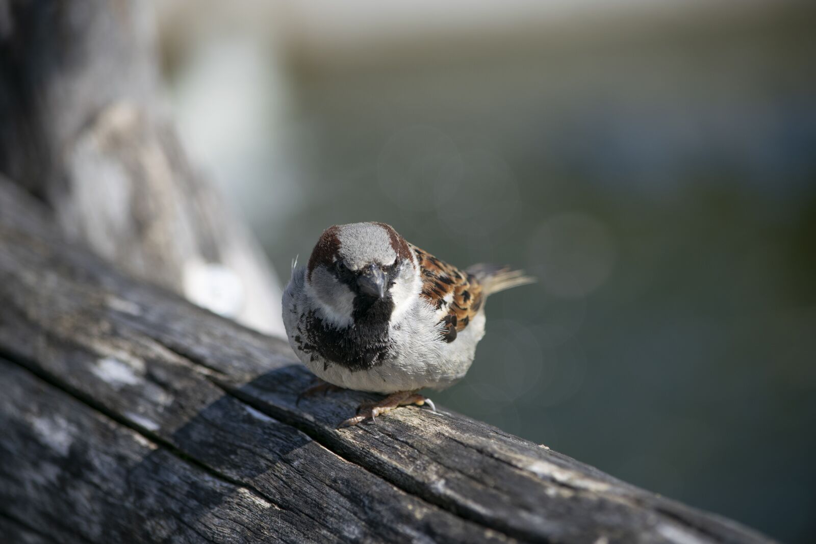 Nikon D5300 sample photo. Bird, sparrow, wood photography