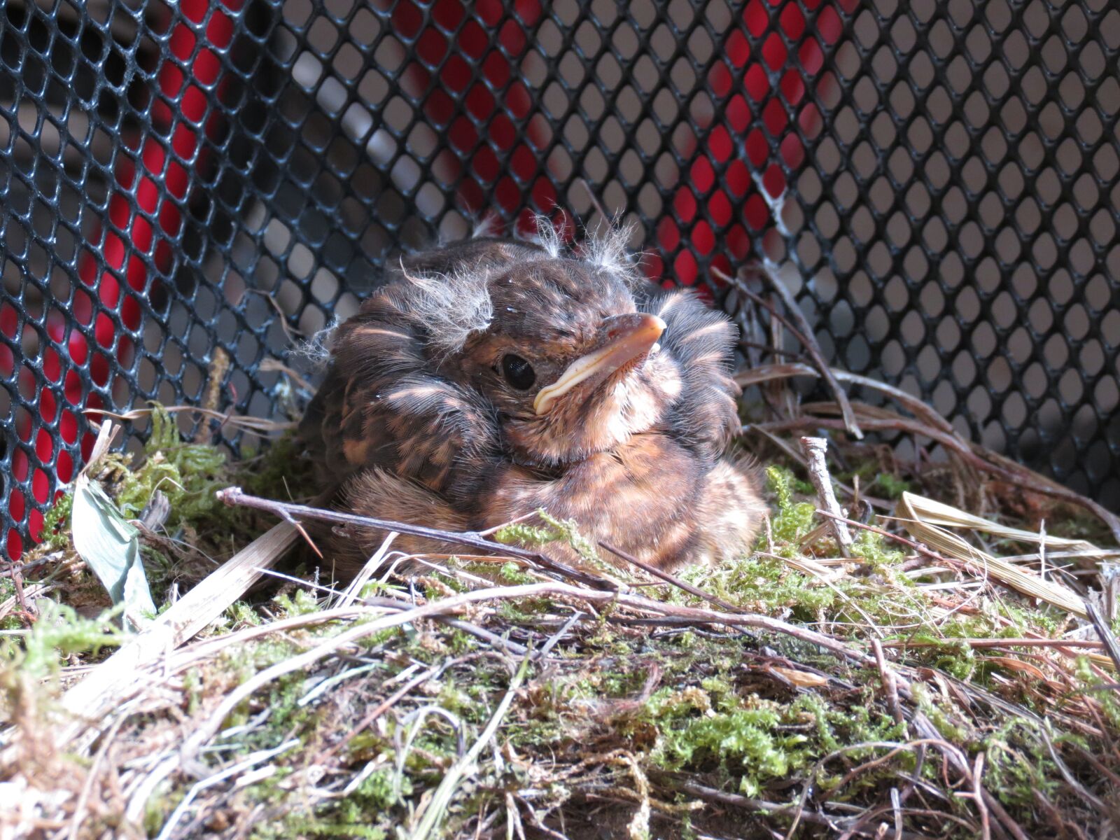 Canon PowerShot SX40 HS sample photo. Bird, blackbird, baby photography