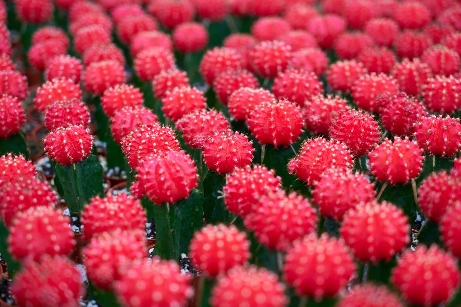 Sony a7R II sample photo. Cactus, flower, pink photography