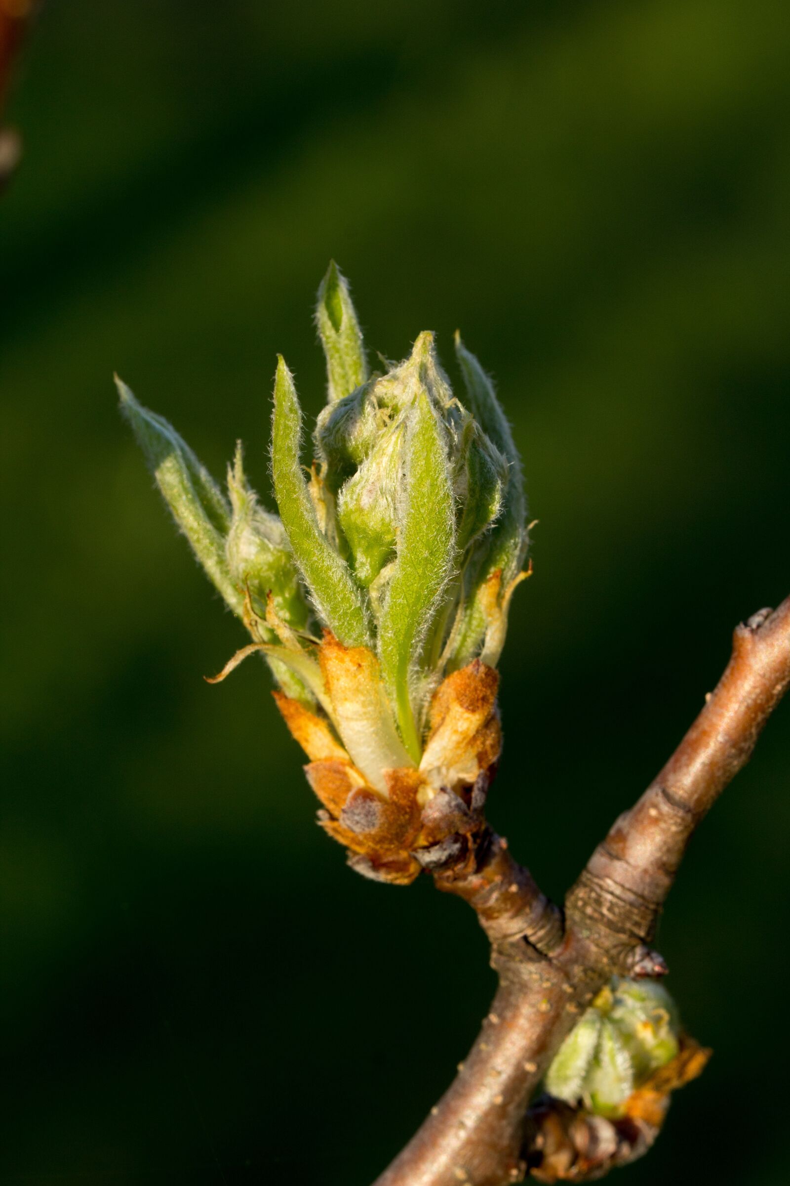 Canon EOS 60D sample photo. Nature, leaf, plant photography