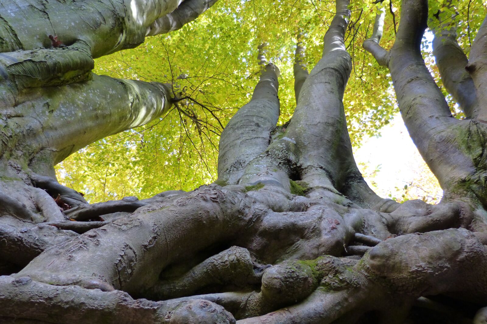 Panasonic DMC-FZ62 sample photo. Trees, roots, branches photography