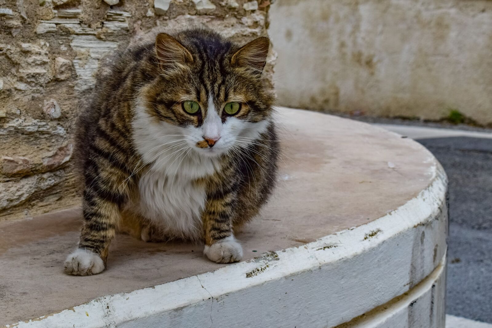 Nikon D3300 sample photo. Cat, stray, animal photography