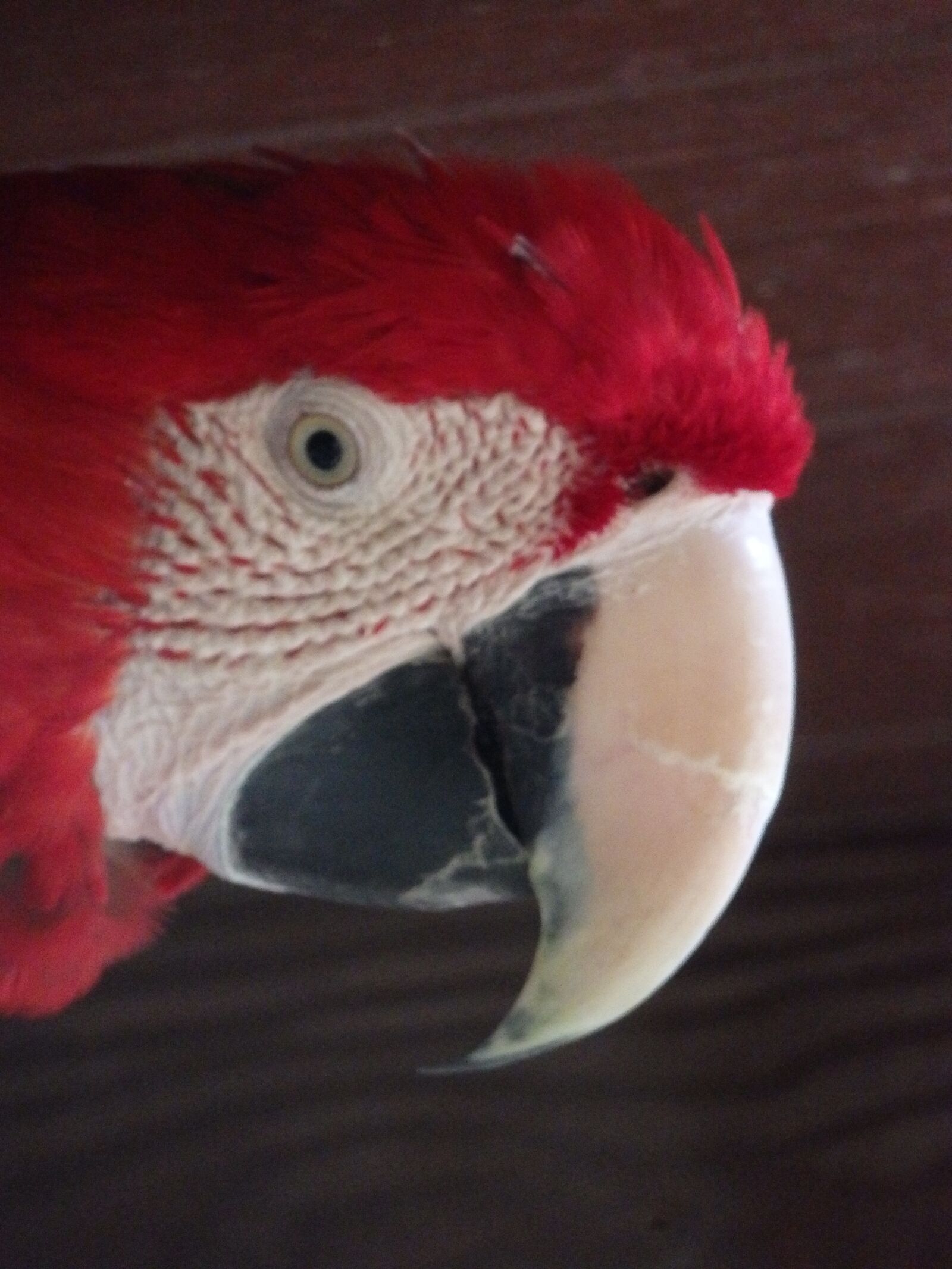 Olympus SZ-16,DZ-105 sample photo. Macaw, colorful, exotic photography