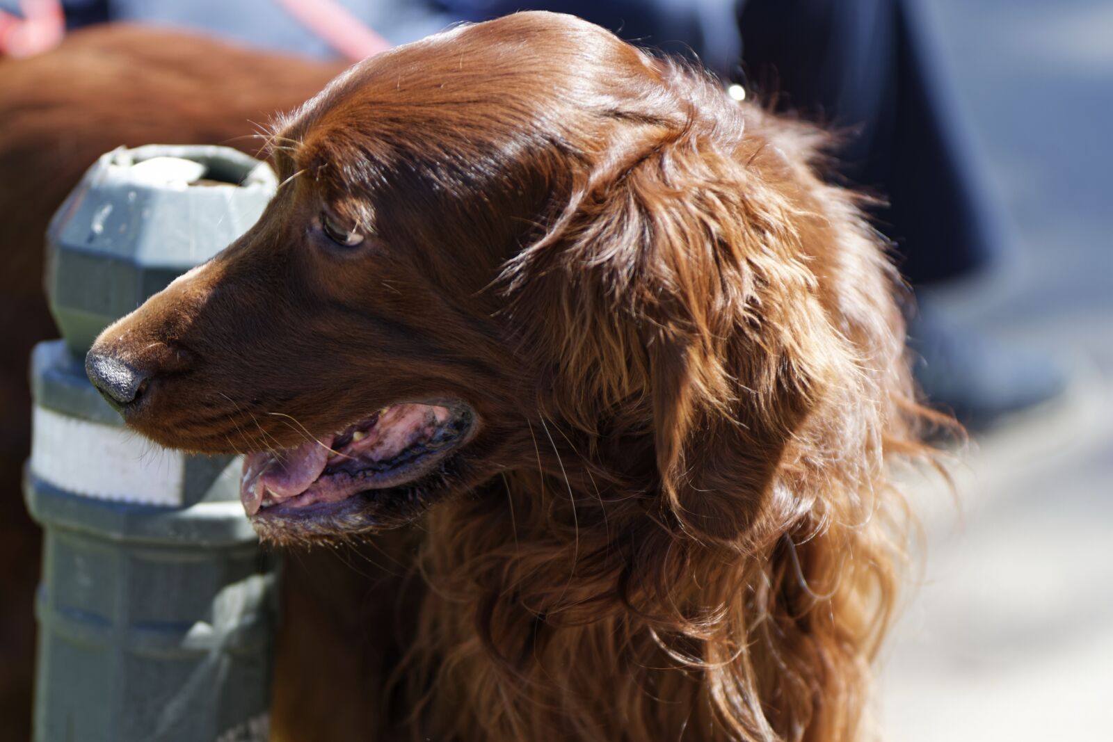 Nikon D5300 sample photo. Dog, fur, brown photography