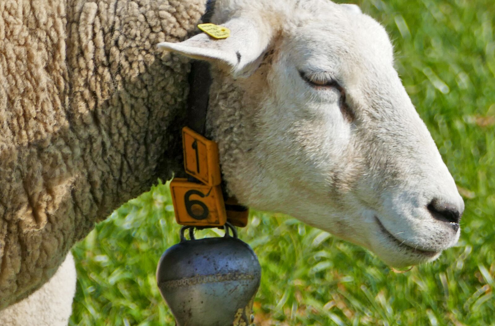 Panasonic Lumix DMC-FZ1000 sample photo. Nature, agriculture, animals photography