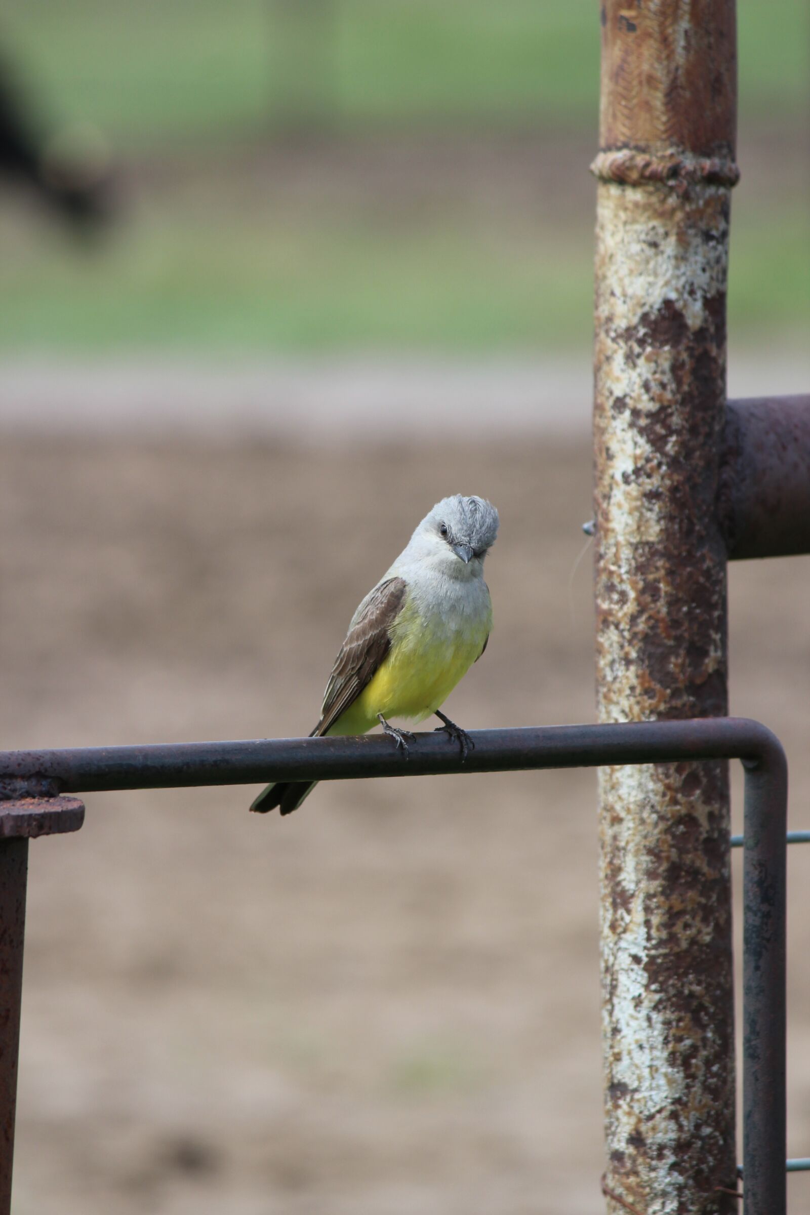 Canon EOS 600D (Rebel EOS T3i / EOS Kiss X5) sample photo. Bird, nature, wildlife photography