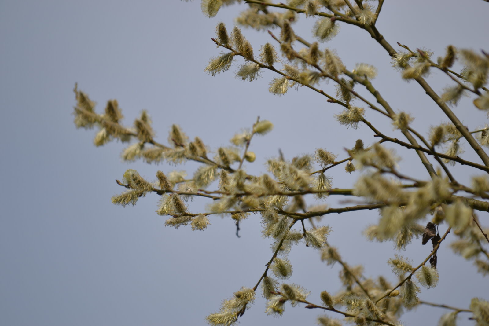 Nikon D3100 sample photo. Flowering, spring, tree, willow photography