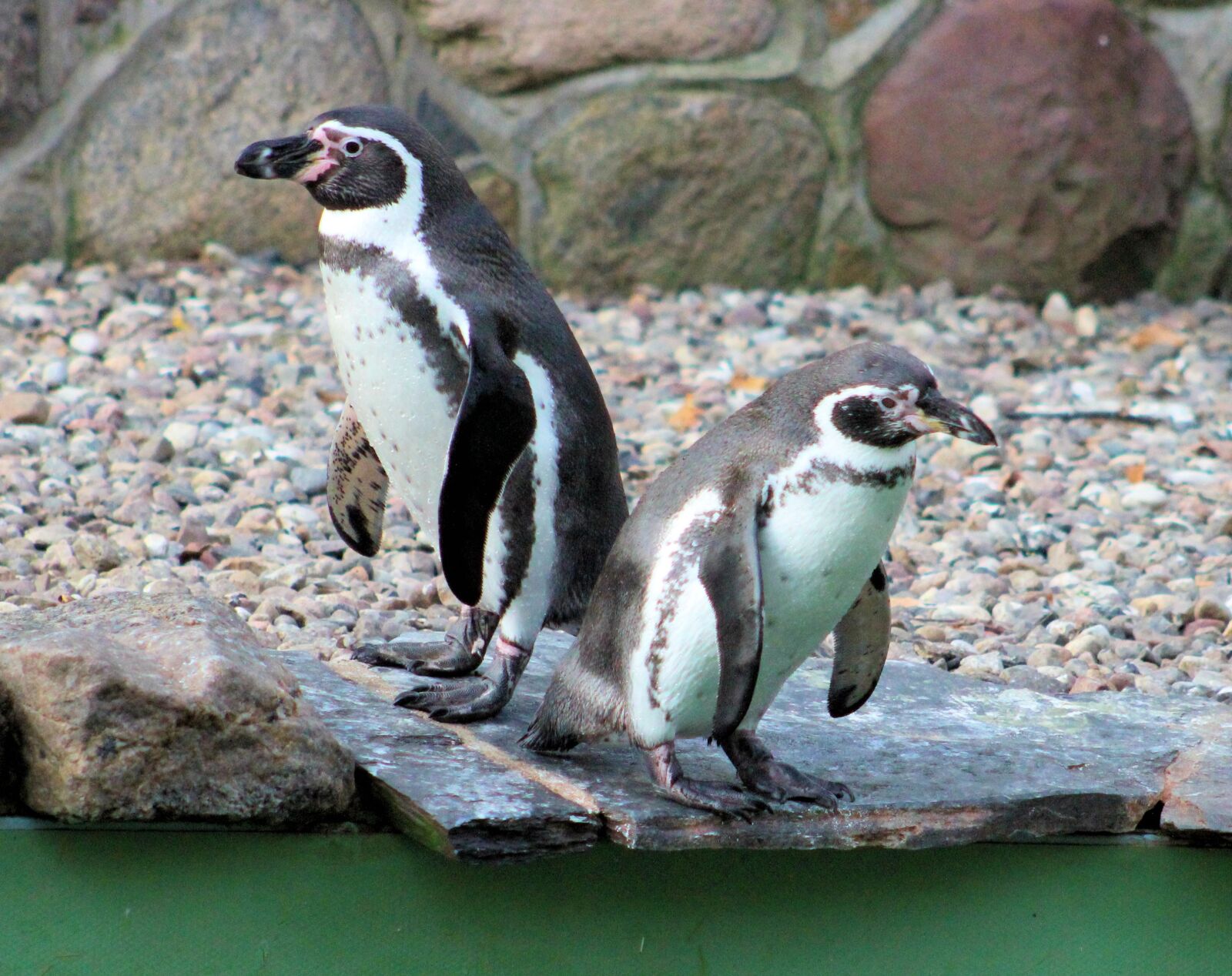 Canon EOS 600D (Rebel EOS T3i / EOS Kiss X5) + Canon EF 75-300mm f/4-5.6 sample photo. Penguins, zoo, animal photography