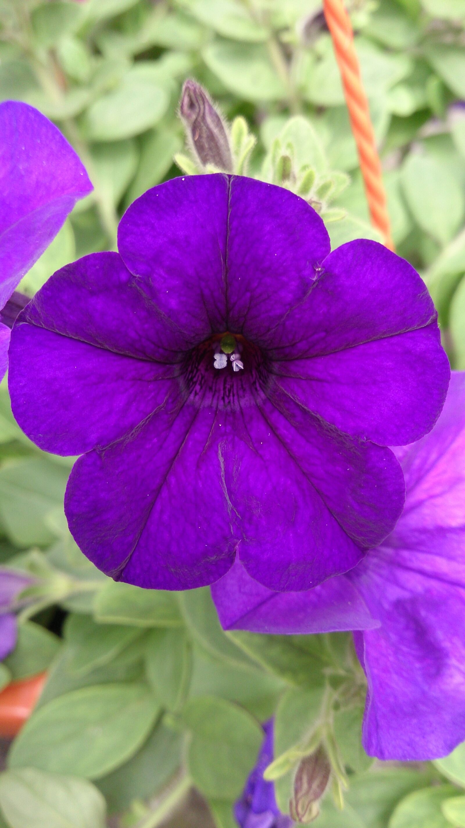 Sony Xperia ZR sample photo. Plant, flower, purple photography