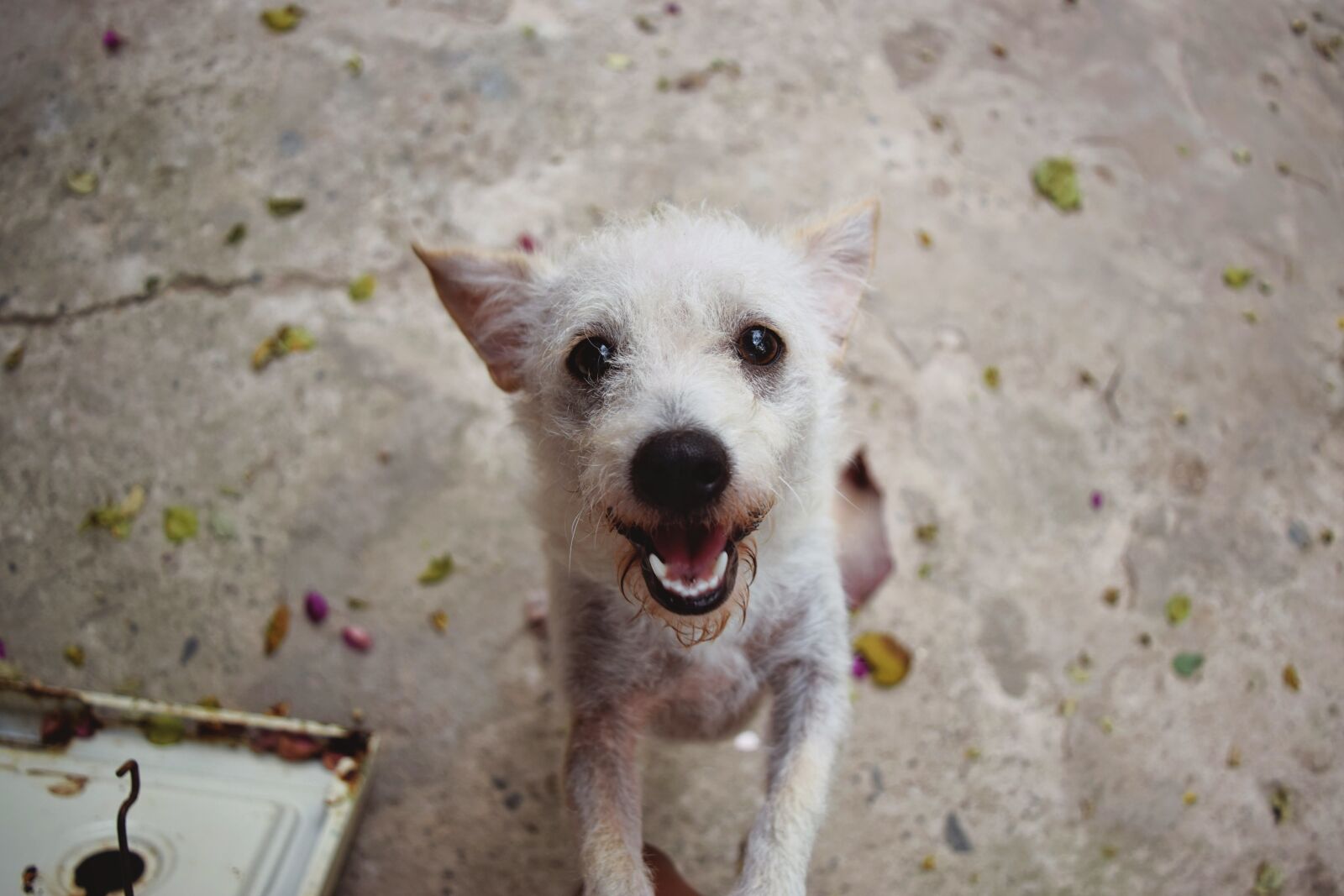 Nikon D3300 sample photo. Puppy, dog, happy photography