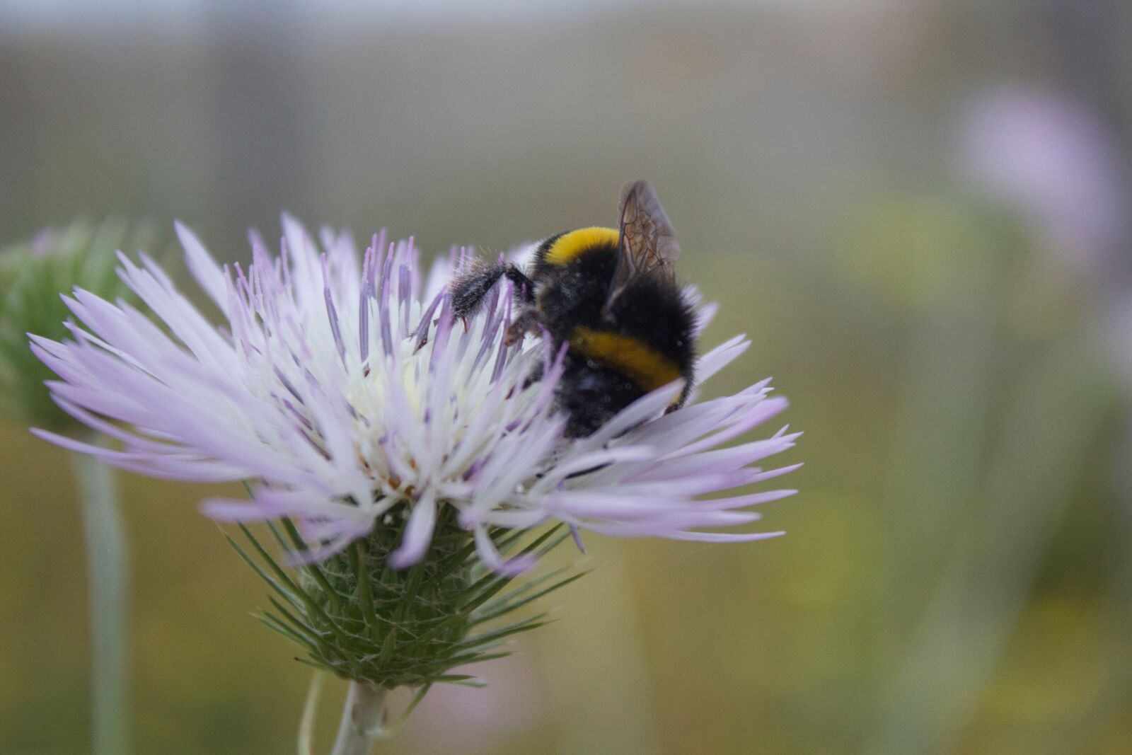 Canon EOS 600D (Rebel EOS T3i / EOS Kiss X5) sample photo. Insect, pollen, flora photography