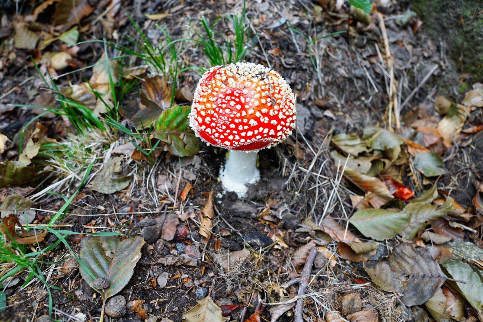 Sony ILCA-77M2 + Sony DT 16-50mm F2.8 SSM sample photo. Fly agaric, poison, toxic photography