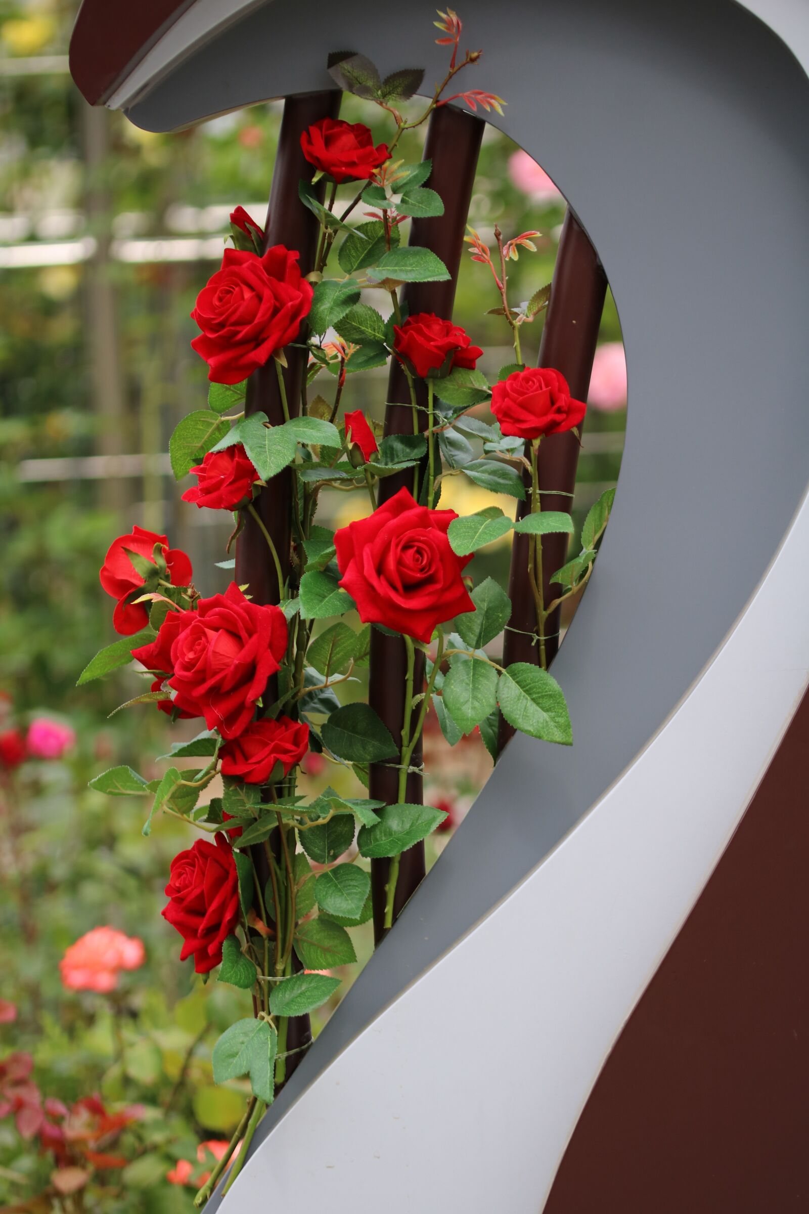 Canon EOS 750D (EOS Rebel T6i / EOS Kiss X8i) sample photo. Rose, rose festival, flowers photography