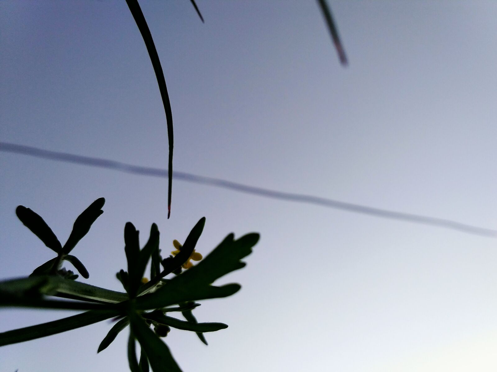 Xiaomi Redmi 3S sample photo. Background, blue, sky, blur photography