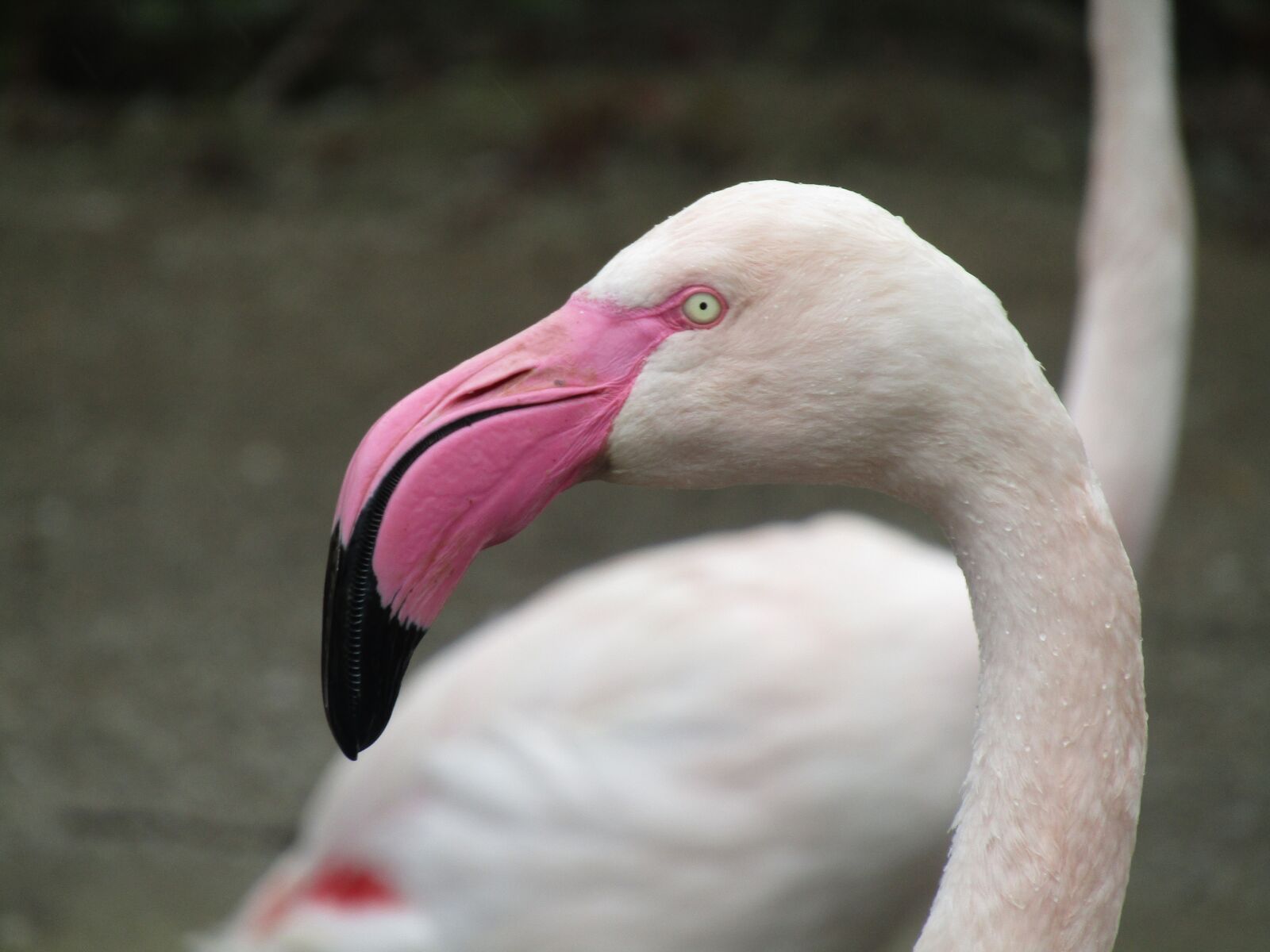 Canon PowerShot SX410 IS sample photo. Flamingo, bird, pink photography