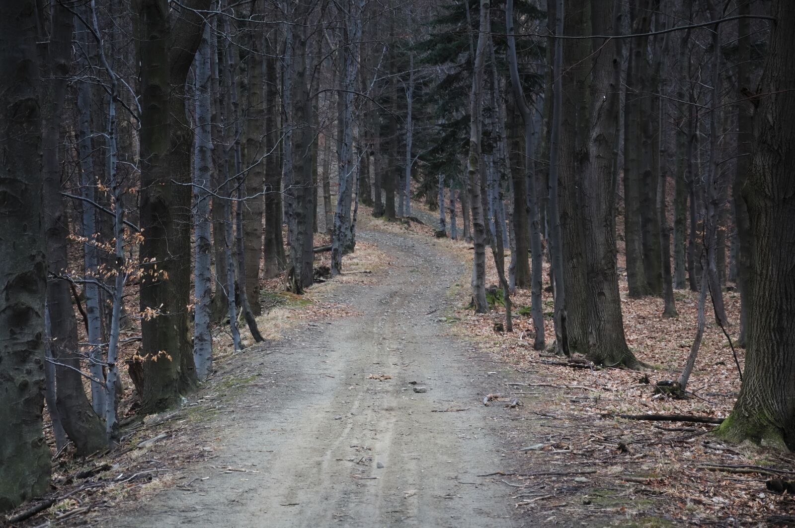 Nikon D90 sample photo. Way, forest, mountains photography