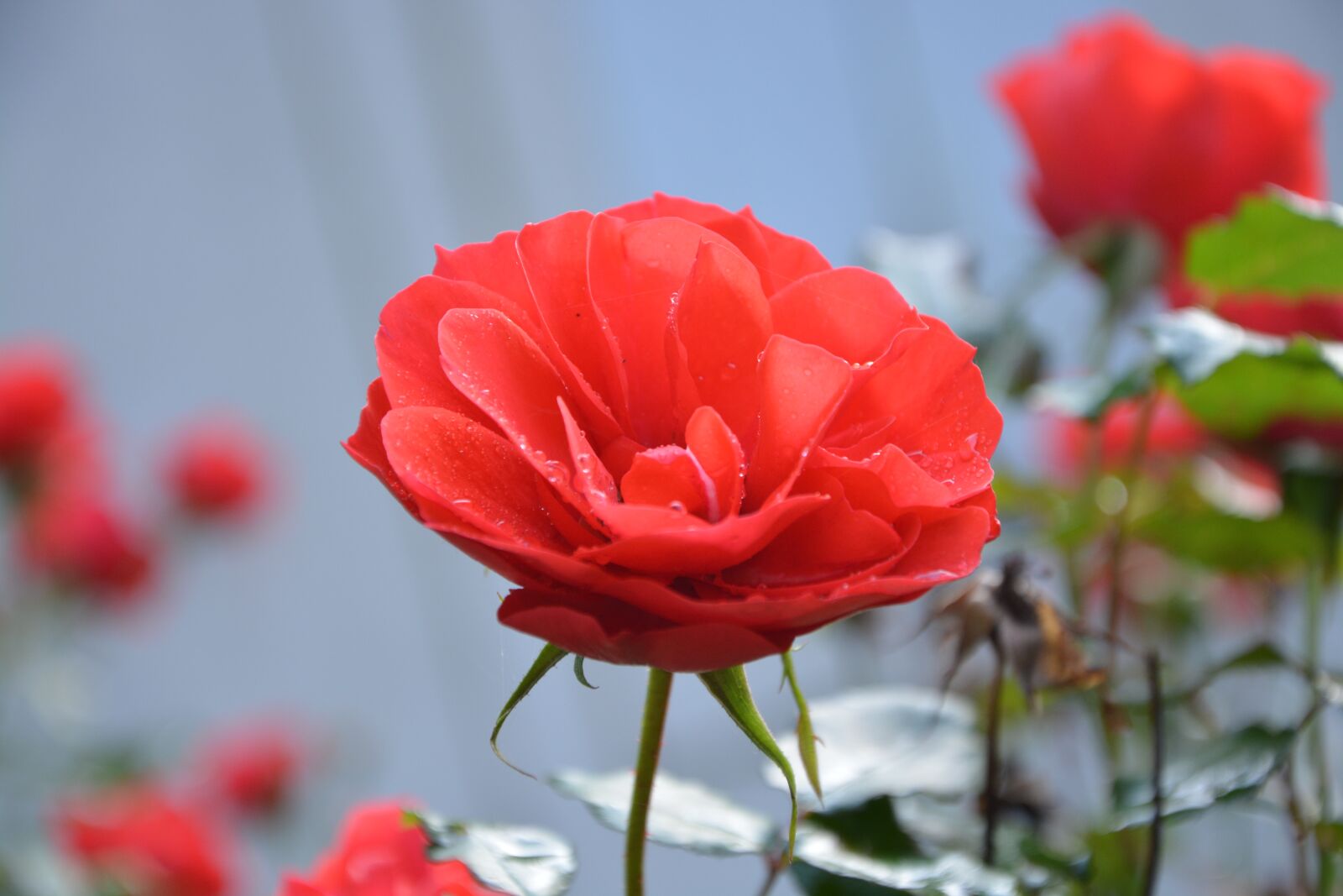 Nikon D5200 sample photo. Pink, red roses, buttons photography