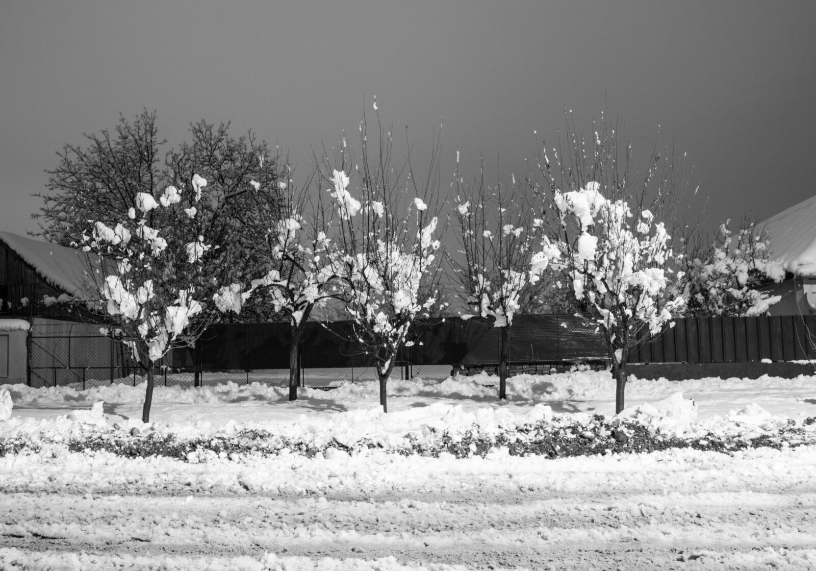 Canon EOS 70D sample photo. Nature, winter, trees photography