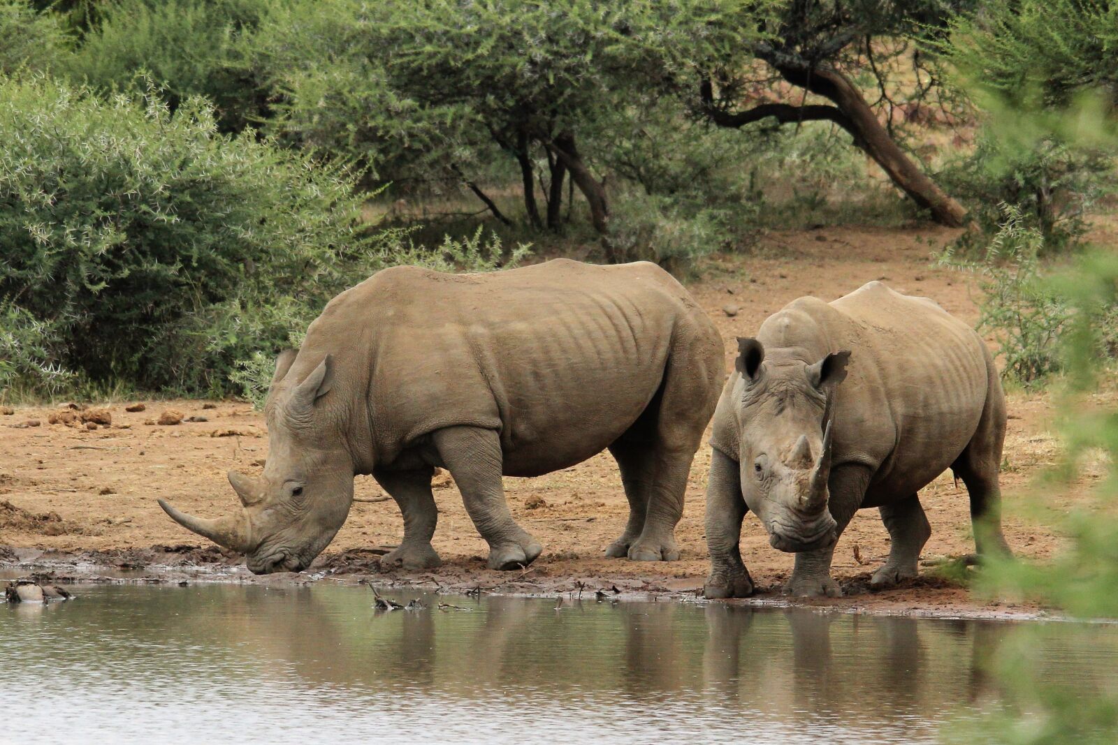 Canon EOS 60D sample photo. Two, white rhino, waterhole photography