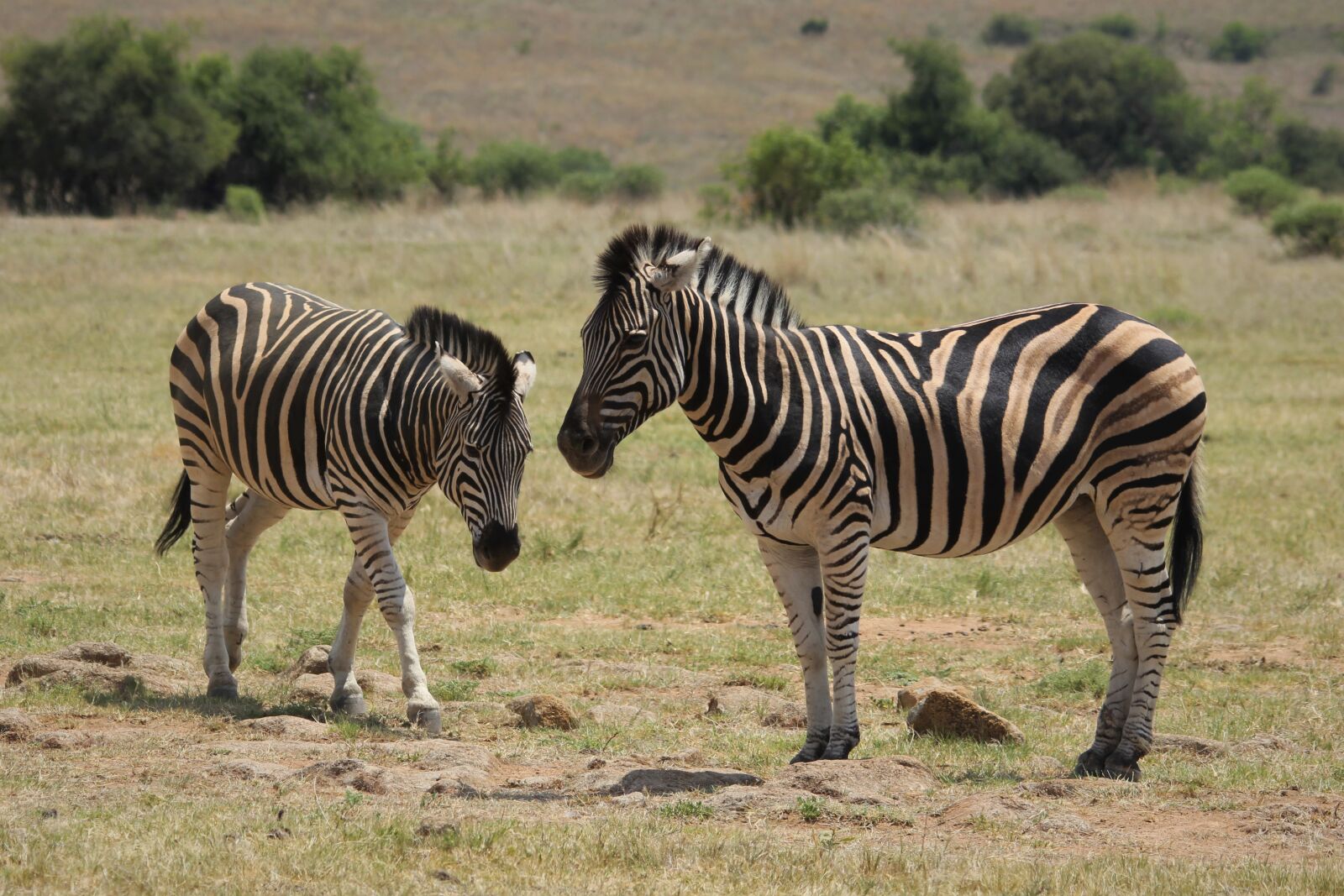 Canon EOS 60D sample photo. Zebra, burchell, camouflage photography