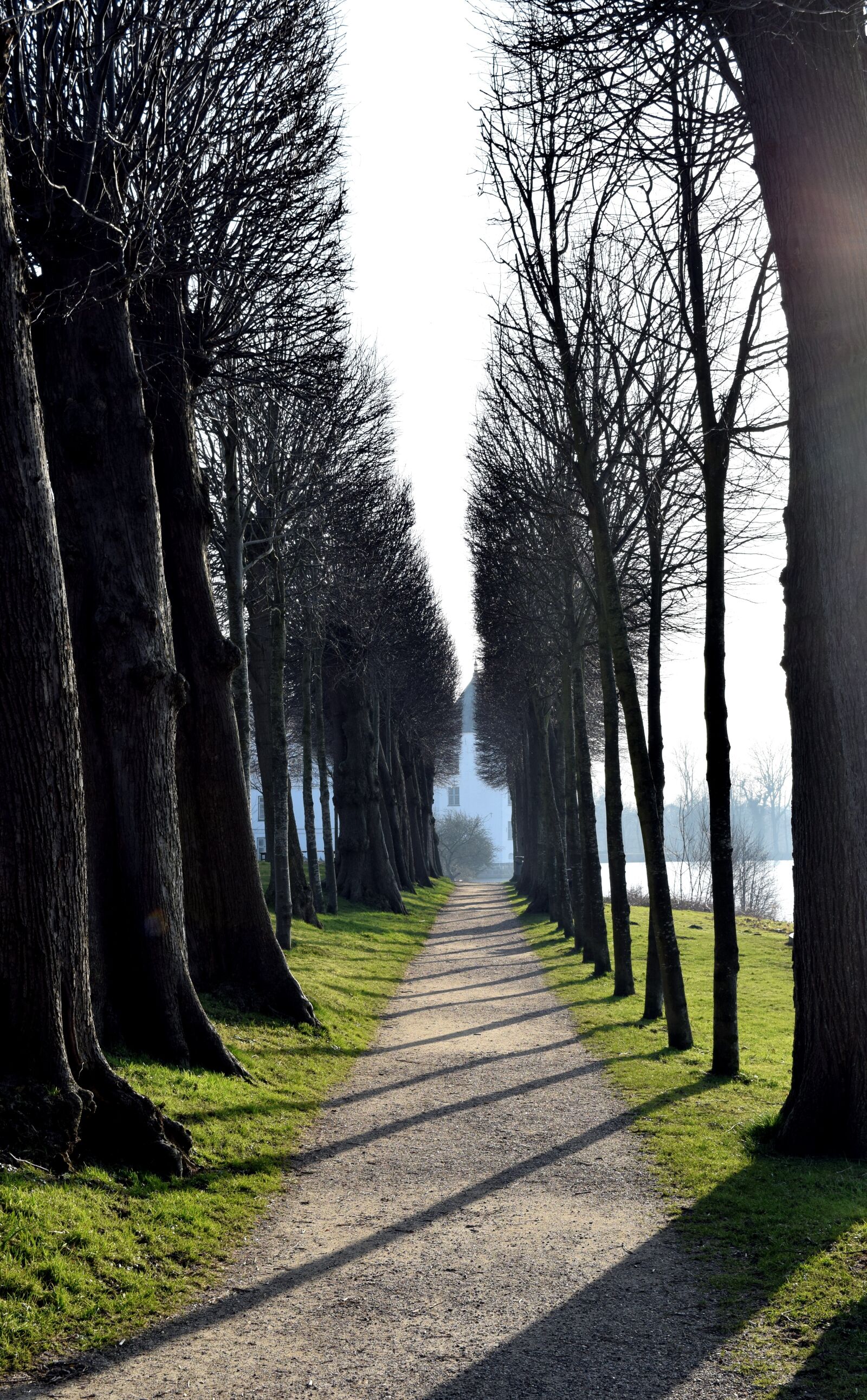 Nikon D5300 sample photo. Avenue, trees, away photography