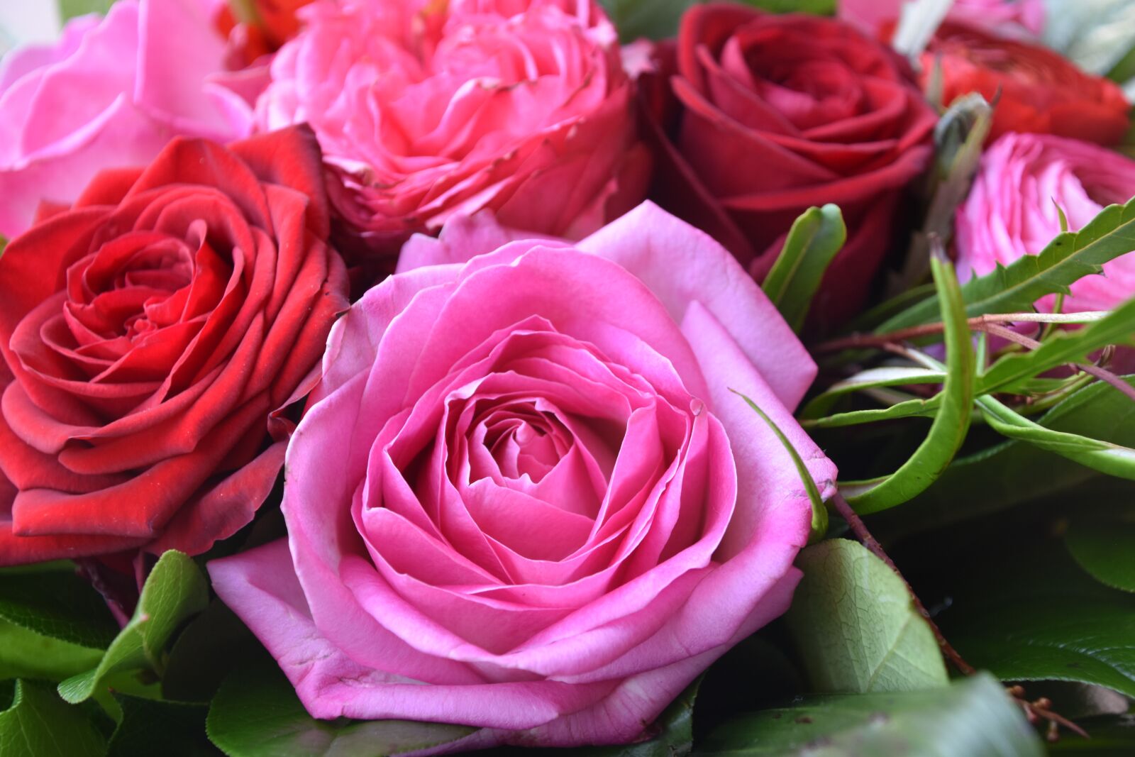 Nikon D5600 sample photo. Rosebush, flower, petal photography