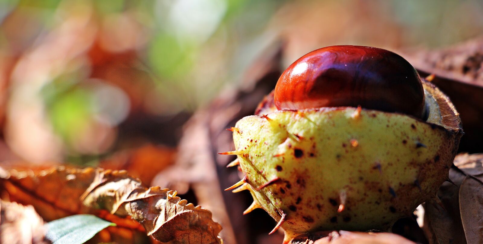Canon EOS 550D (EOS Rebel T2i / EOS Kiss X4) sample photo. Chestnut, autumn, leaves photography