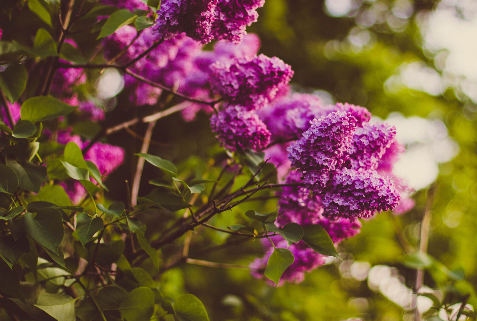 Canon EOS 600D (Rebel EOS T3i / EOS Kiss X5) + Canon EF 50mm F1.4 USM sample photo. Purple, cluster, petaled, flower photography