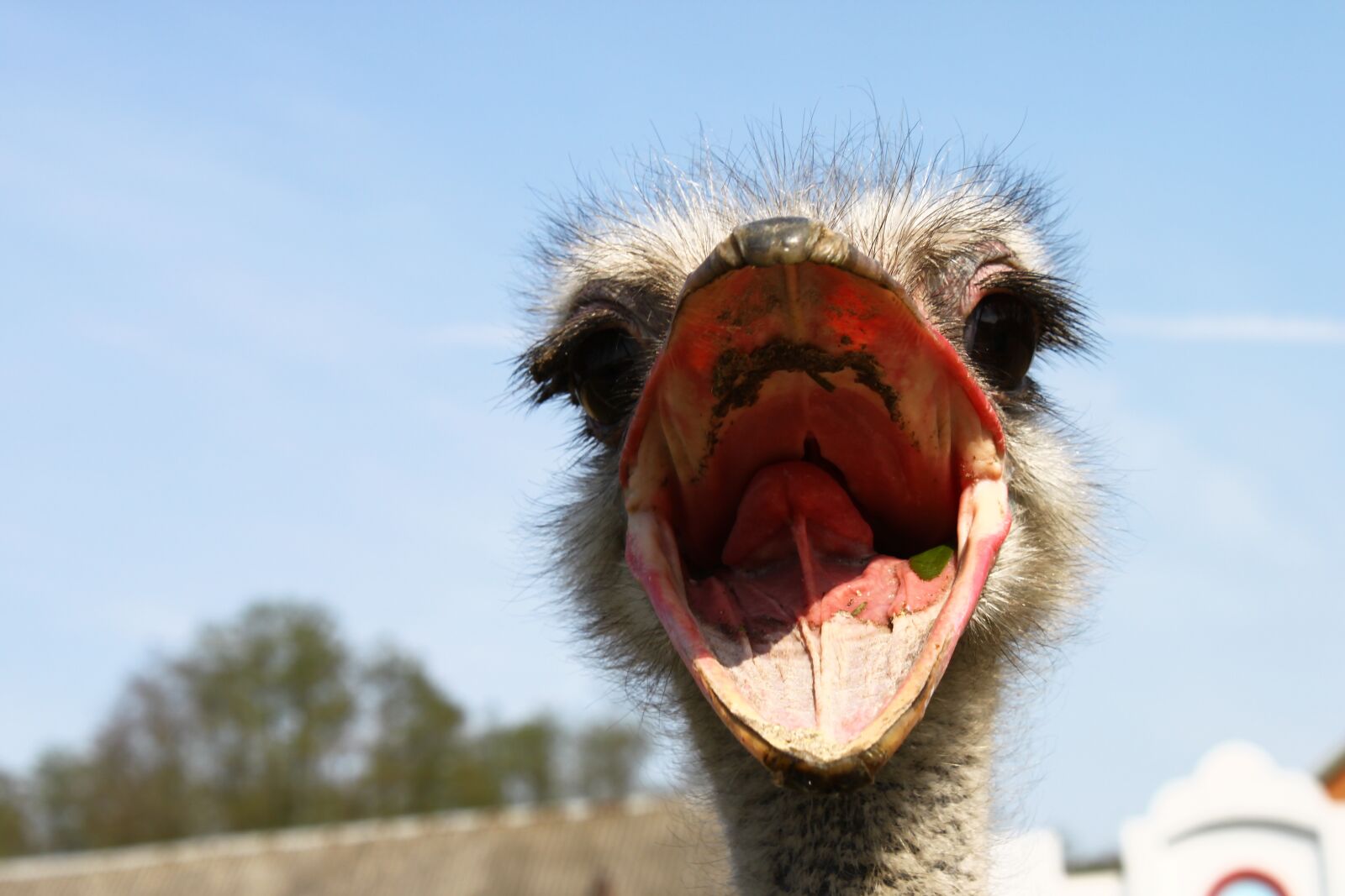 Canon EOS 500D (EOS Rebel T1i / EOS Kiss X3) sample photo. Ostrich, nervous system, beak photography