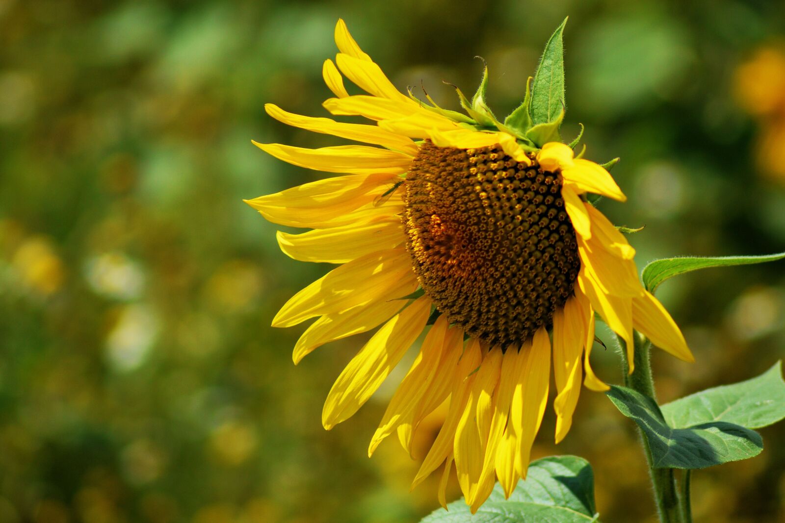 Nikon D3200 sample photo. Sunflower, summer, yellow photography