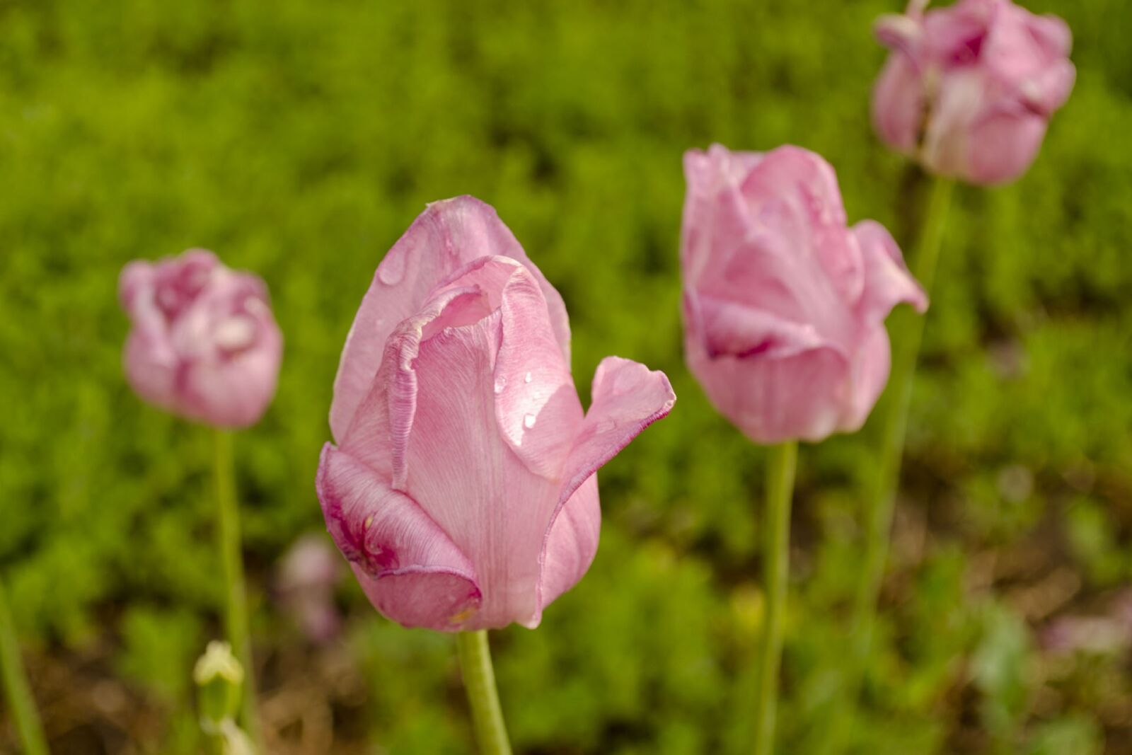 Nikon D5100 sample photo. Flower, nature, flora photography