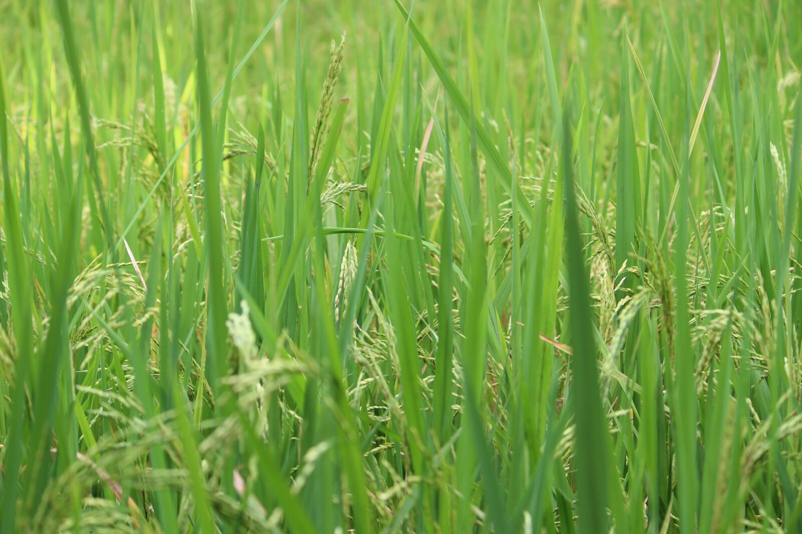 Canon EOS 1300D (EOS Rebel T6 / EOS Kiss X80) sample photo. Farm, india, food photography