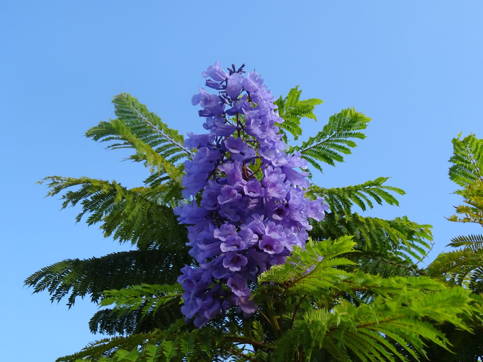 Sony Cyber-shot DSC-WX350 sample photo. Garden, flowers lilac, autumn photography