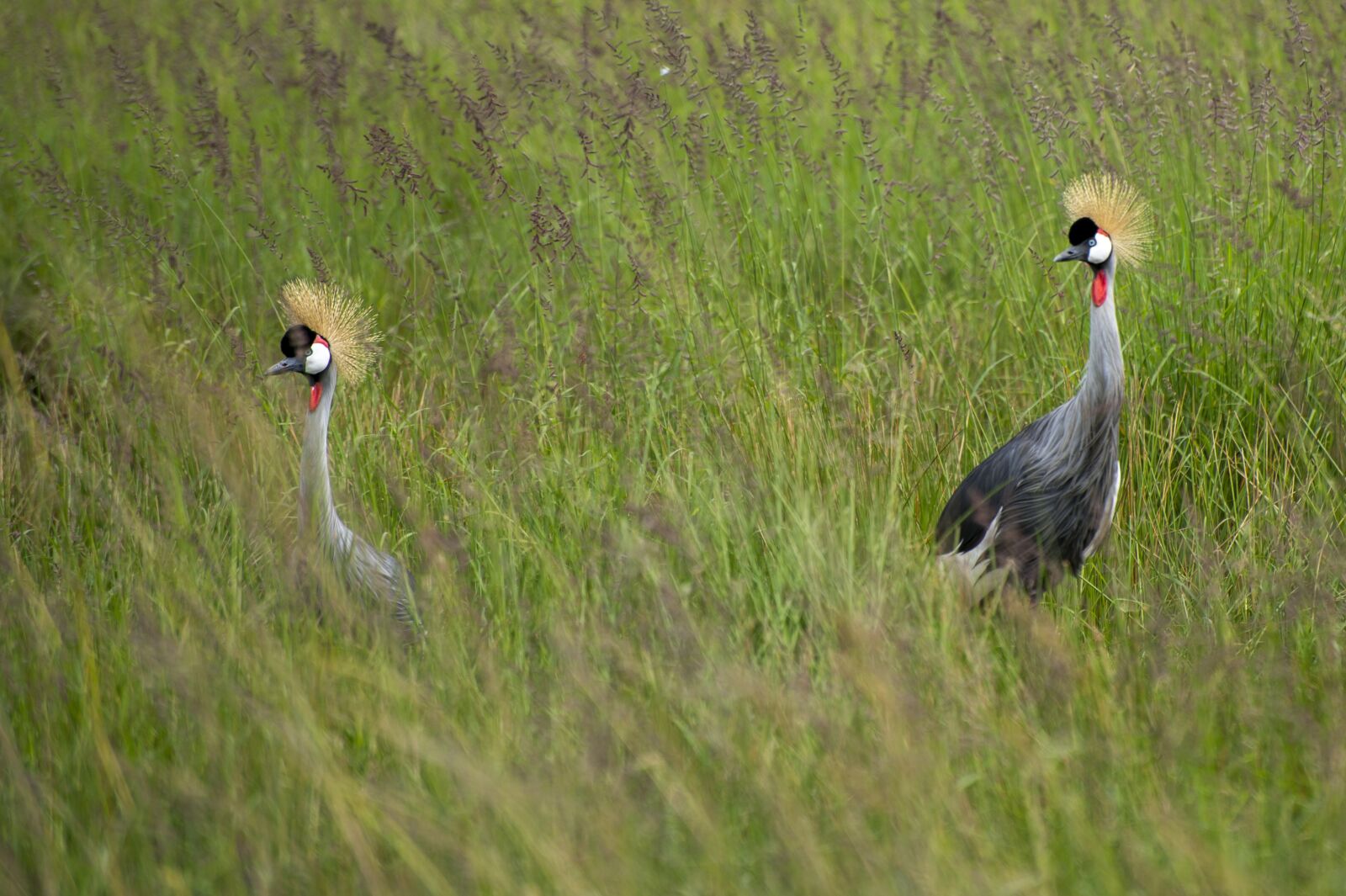 Nikon D4 sample photo. Ave, africa, crane photography