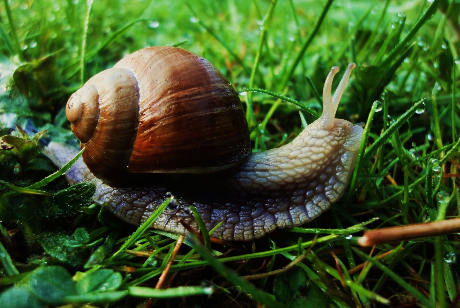 Sony Cyber-shot DSC-WX1 sample photo. Brown, snail, on, green photography