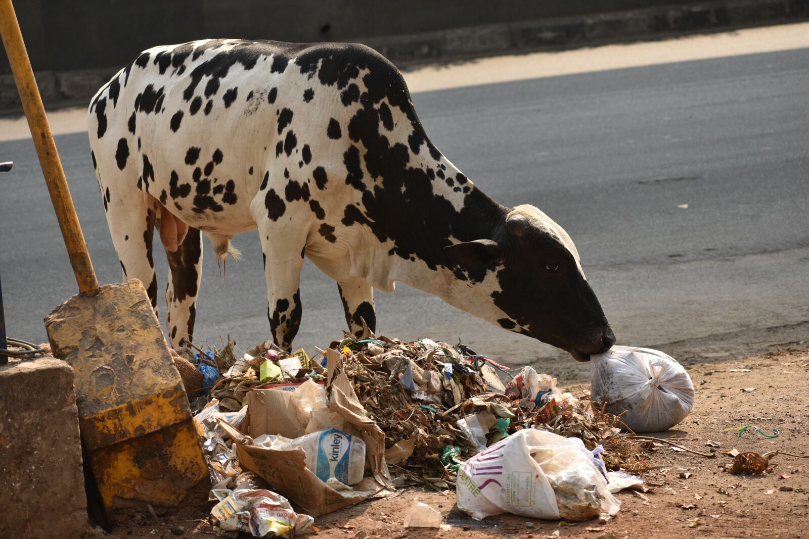 Nikon D7200 sample photo. Animal crisis, cow, animals photography
