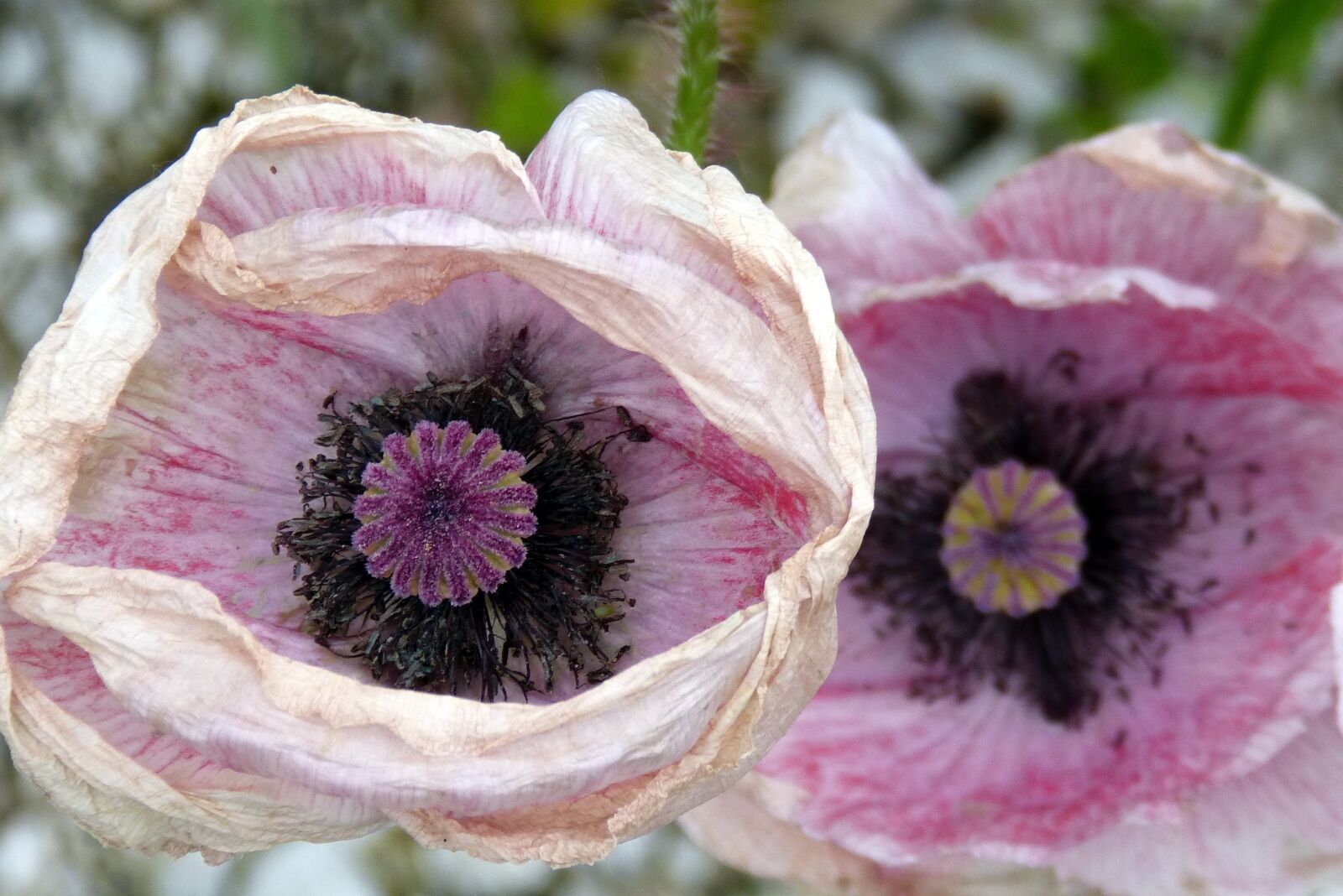 Panasonic DMC-FZ62 sample photo. Poppy, poppy capsule, withered photography